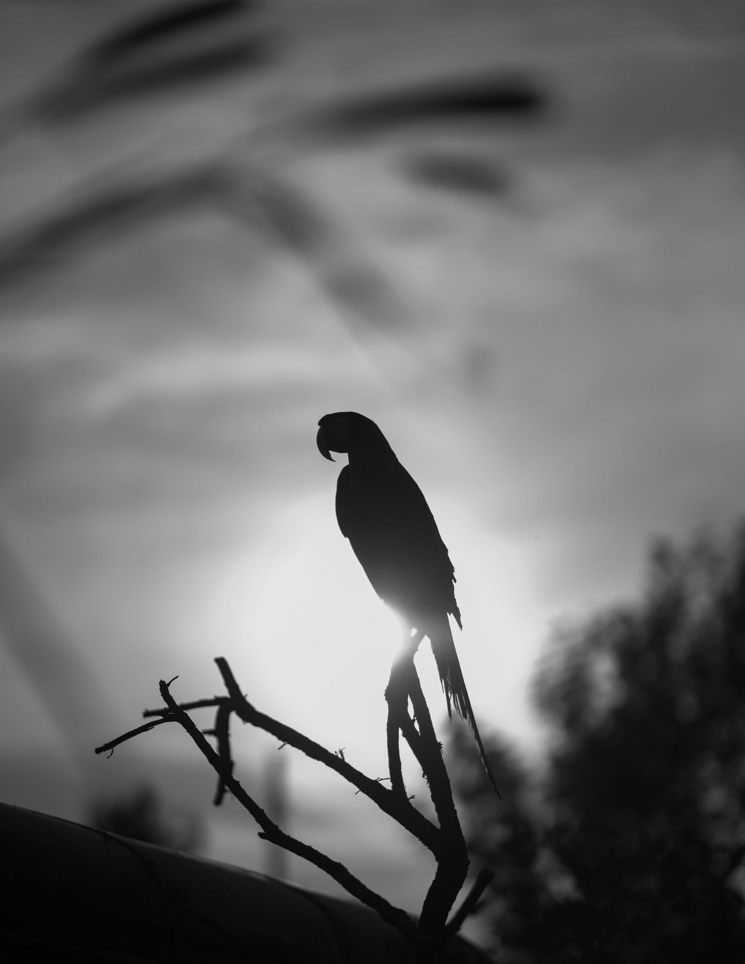 Silhouette of a macaw perched on a bare branch against a dramatic black and white sunset sky.
