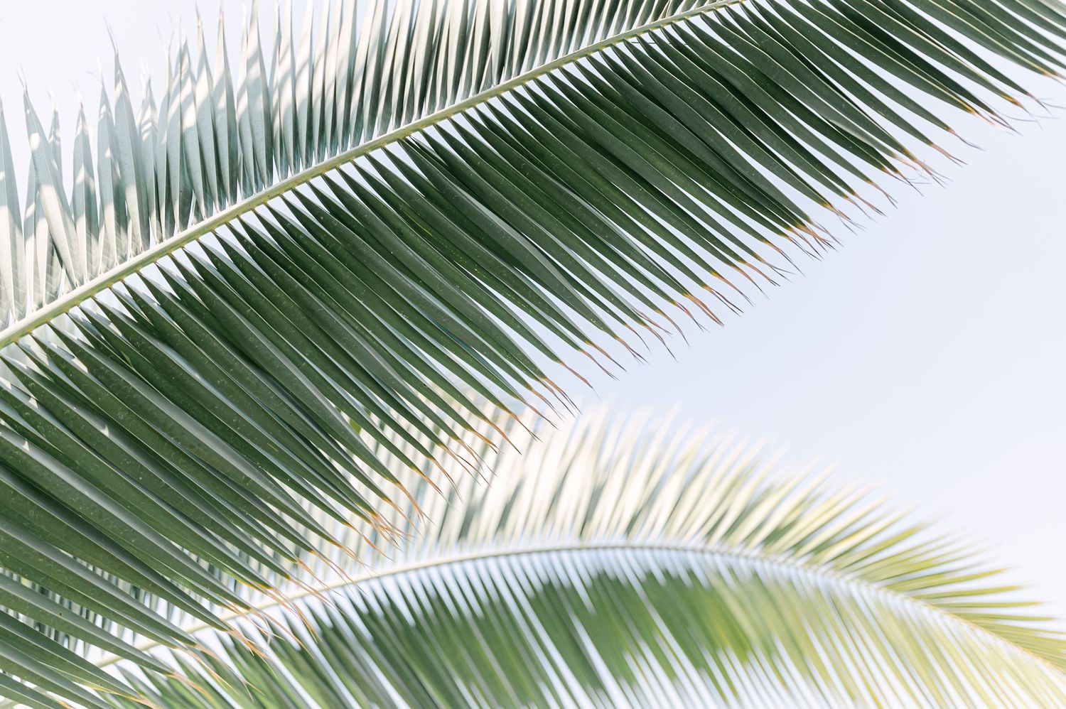 Close-up of lush green tropical palm fronds against a bright sky at an outdoor wedding venue.