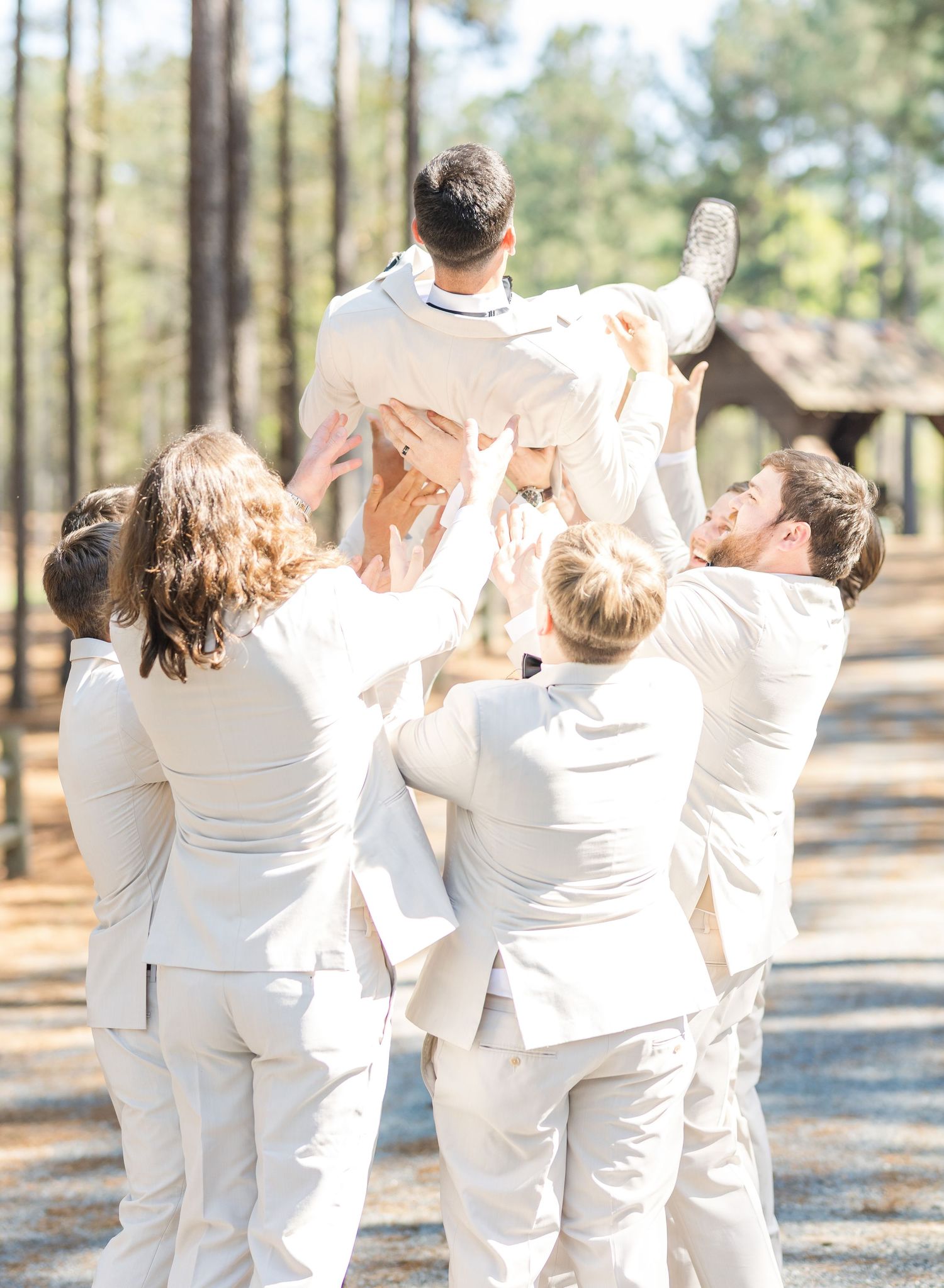 Groomsmen in cream suits tossing groom into the air in celebration at outdoor pine tree wedding.