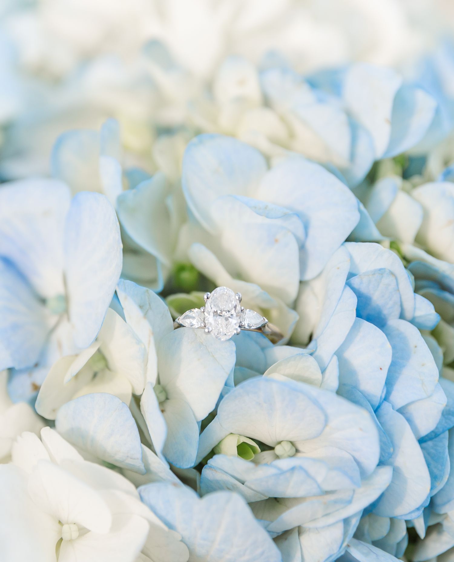 Diamond engagement ring nestled among delicate light blue and white hydrangea petals.