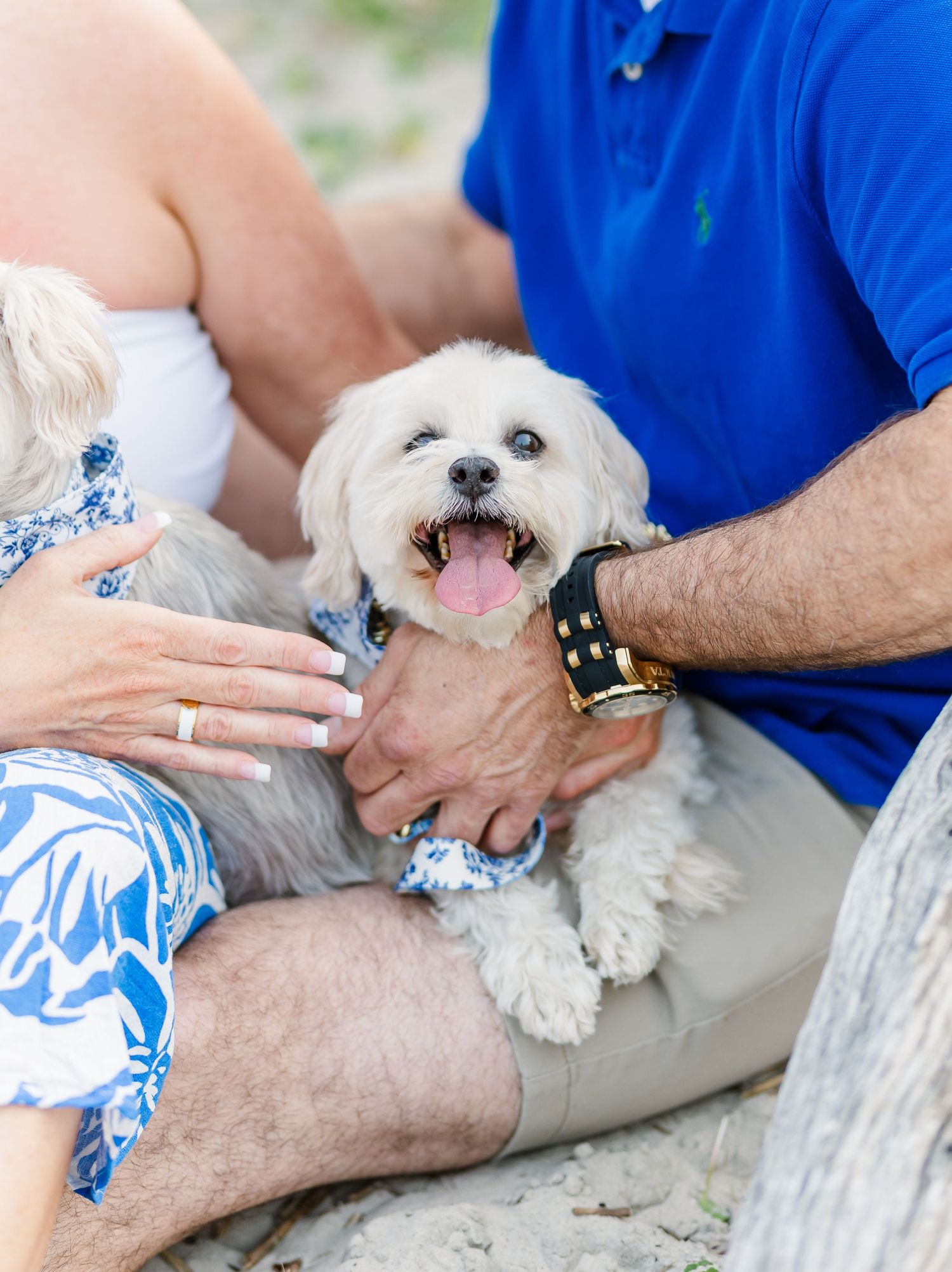 A happy white Maltese dog sits between its owners wearing blue and white coastal attire.