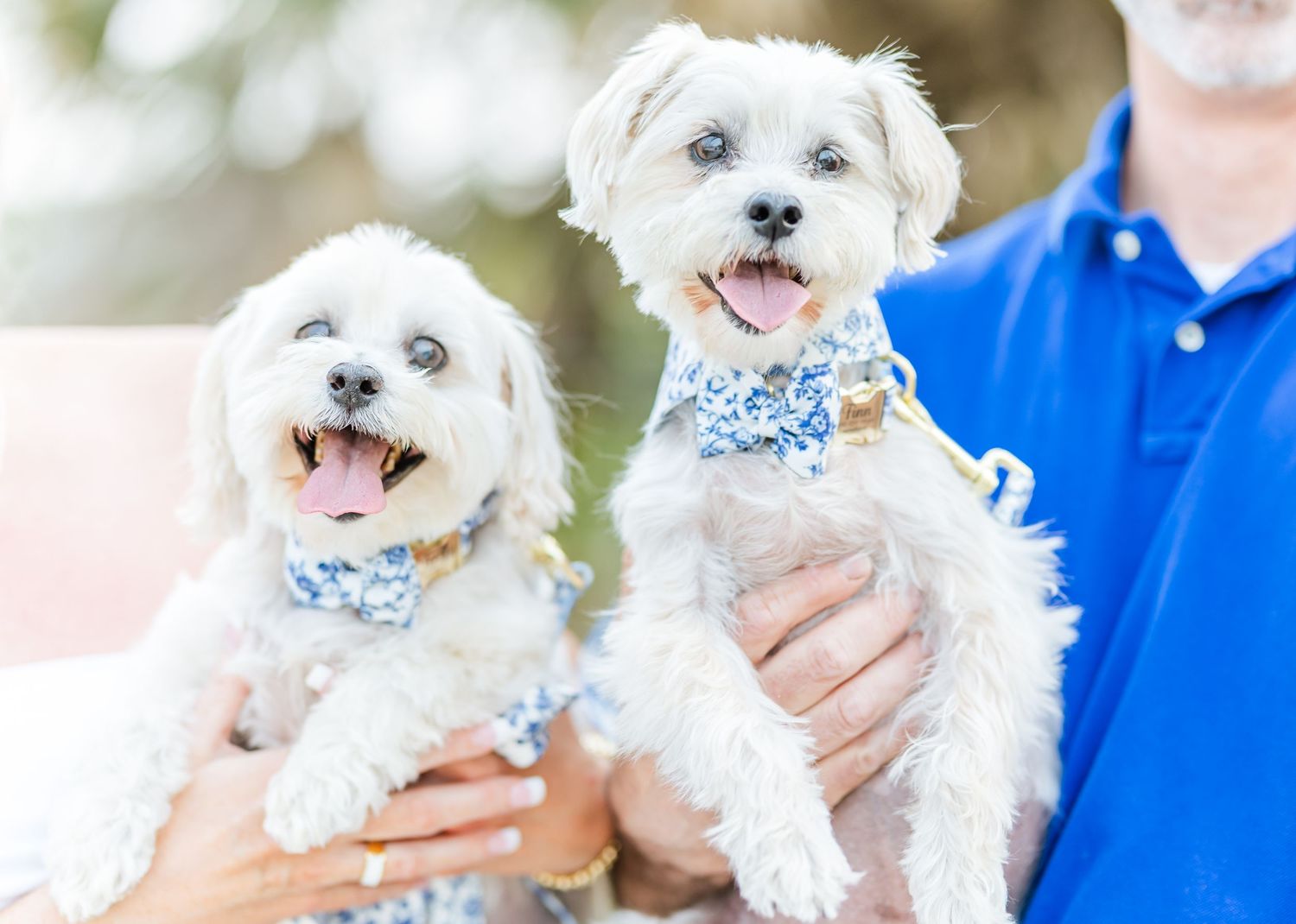 Two happy white Maltese dogs wearing matching blue bandanas are held by their owners outdoors.