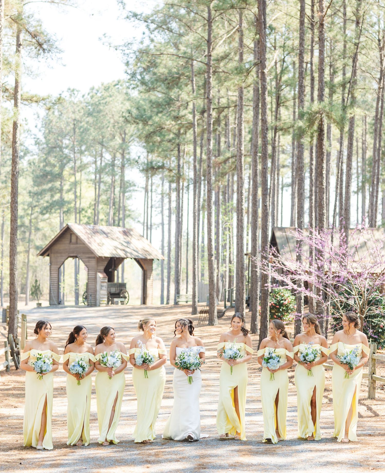Bridesmaids in yellow dresses holding bouquets pose with bride among tall pine trees at outdoor wedding.