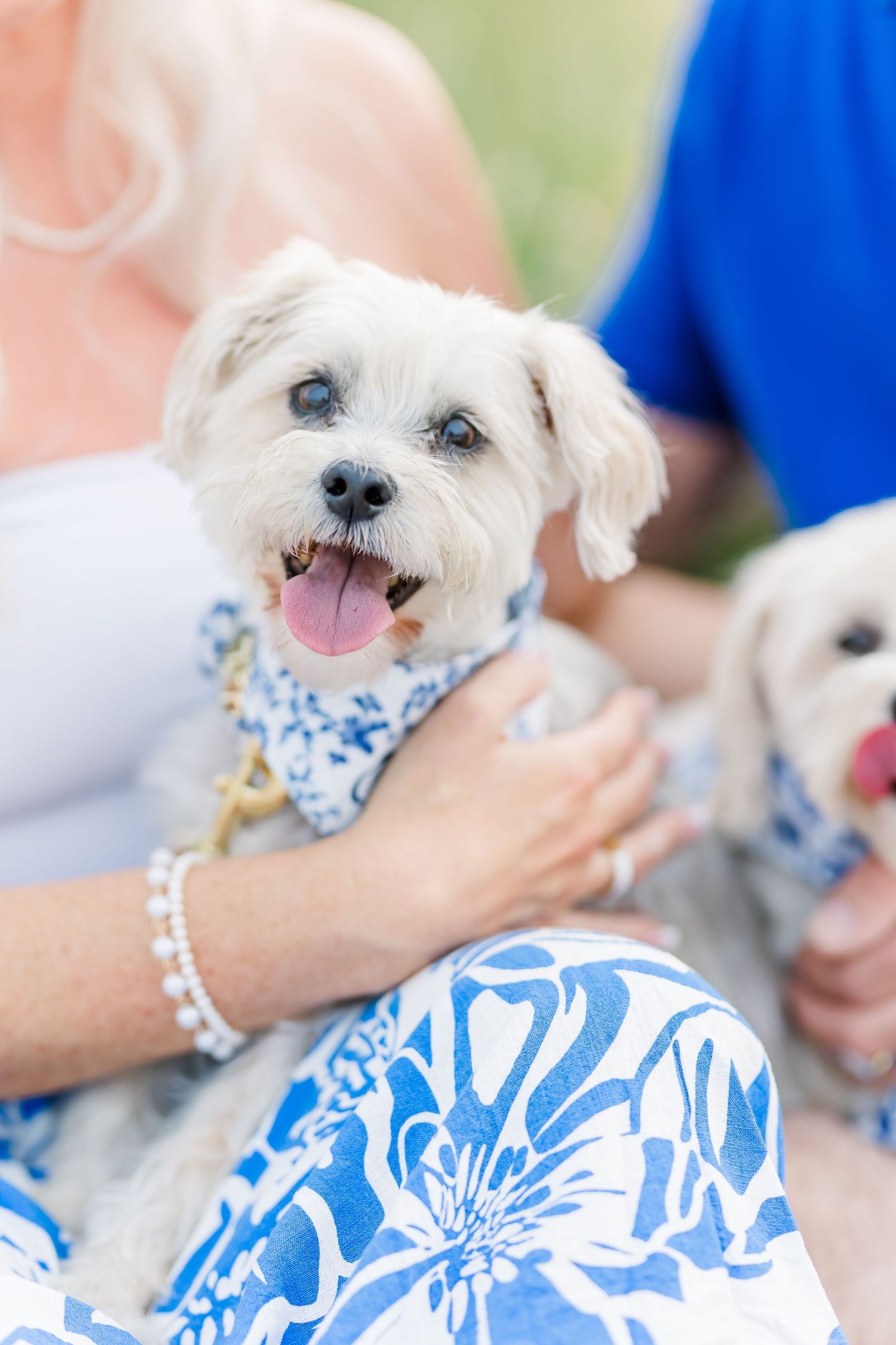 Close-up of a happy white Maltese dog wearing a blue floral bandana against a beach background.
