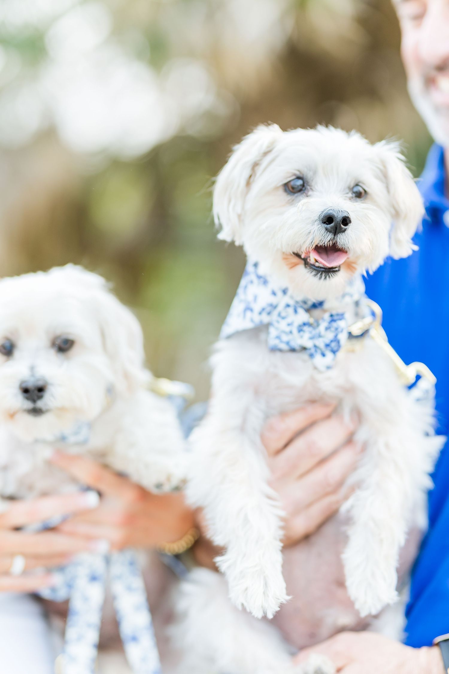 Two happy white Maltese dogs wearing matching blue and white floral bandanas.
