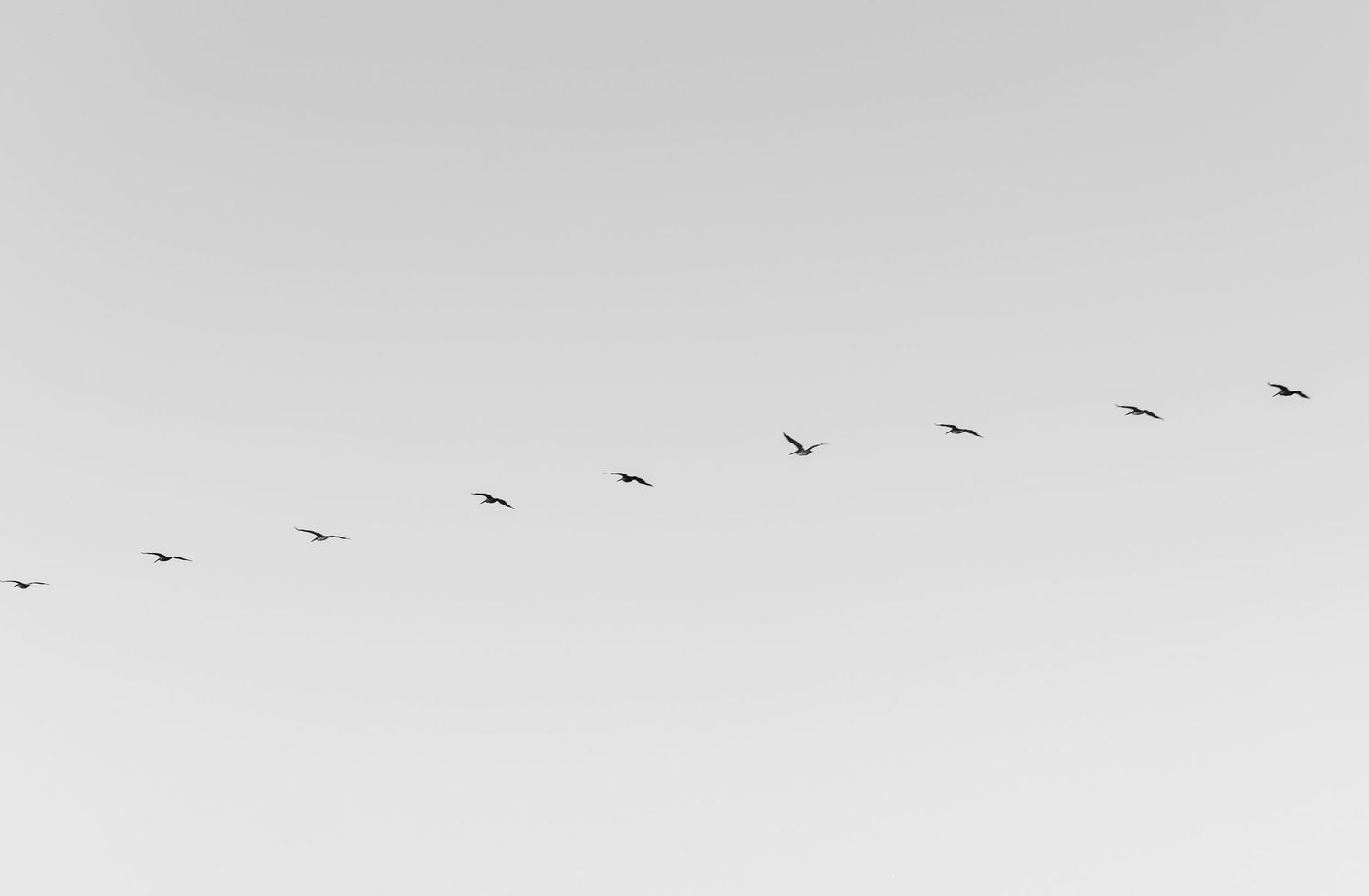 Black and white photo of a flock of birds flying in formation against a pale gray sky.