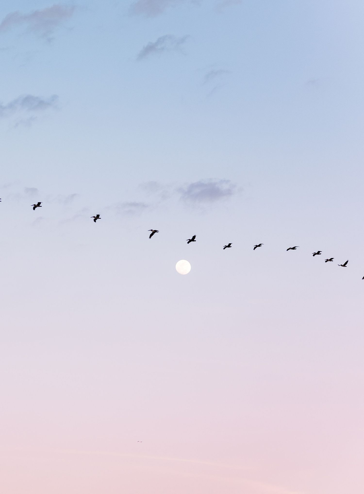 A flock of birds flies in formation past a full moon in a pastel pink and blue twilight sky.