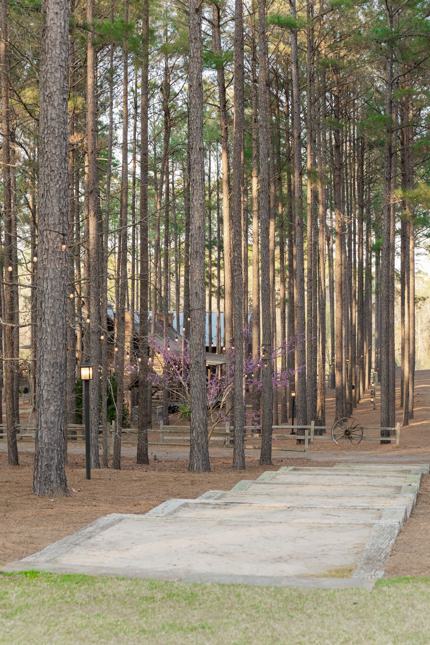 Tall pine forest wedding venue pathway with blooming redbud trees and rustic wooden benches in warm afternoon light.