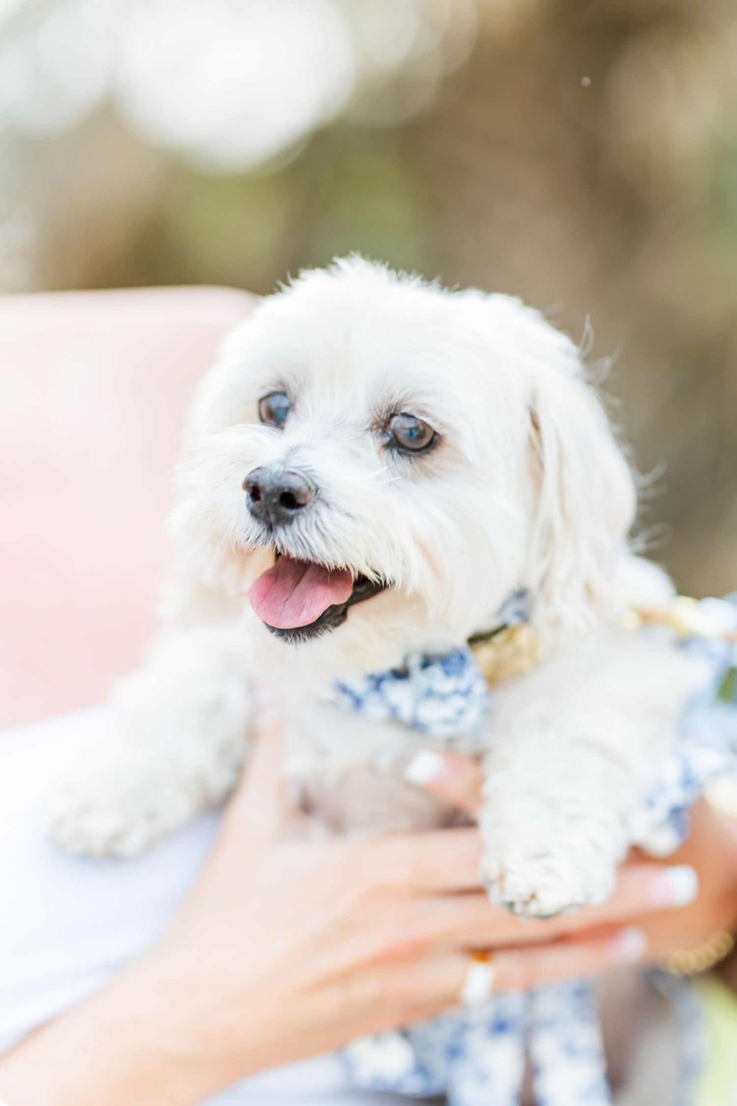 A close-up of a smiling white Maltese dog wearing a blue bowtie.
