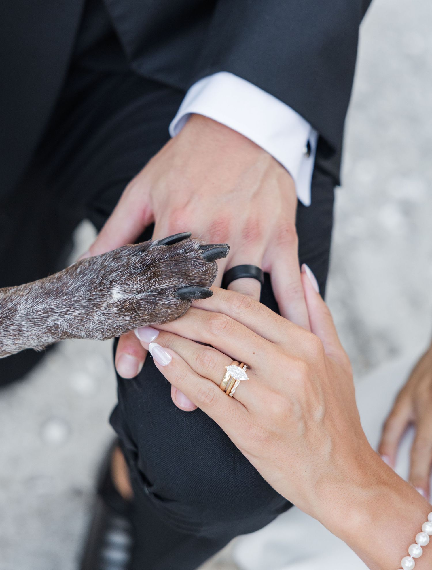 Bride and groom holding hands with dog paw, showcasing gold wedding rings on wedding day.