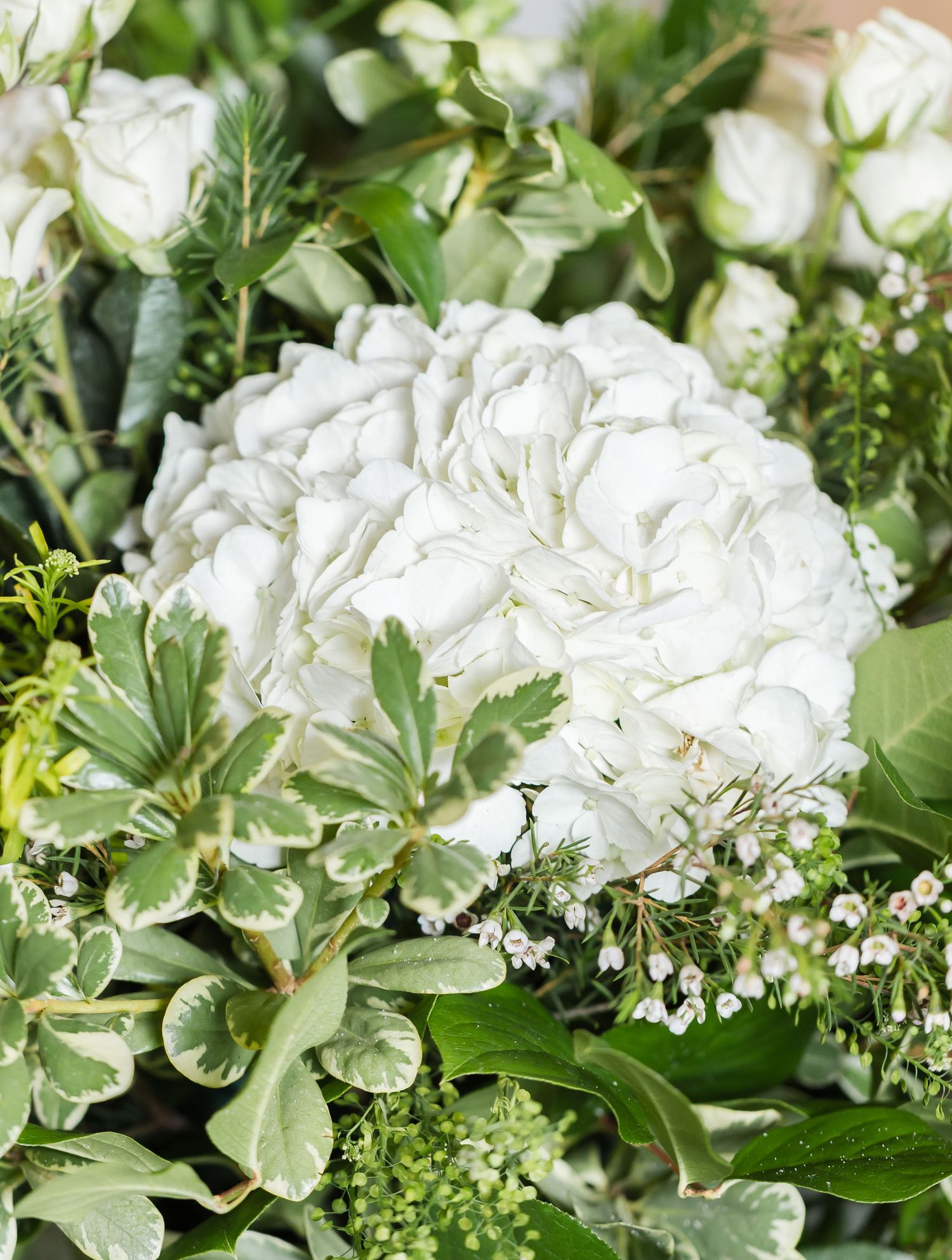 Close-up of a lush white hydrangea bloom surrounded by fresh green foliage and baby's breath.