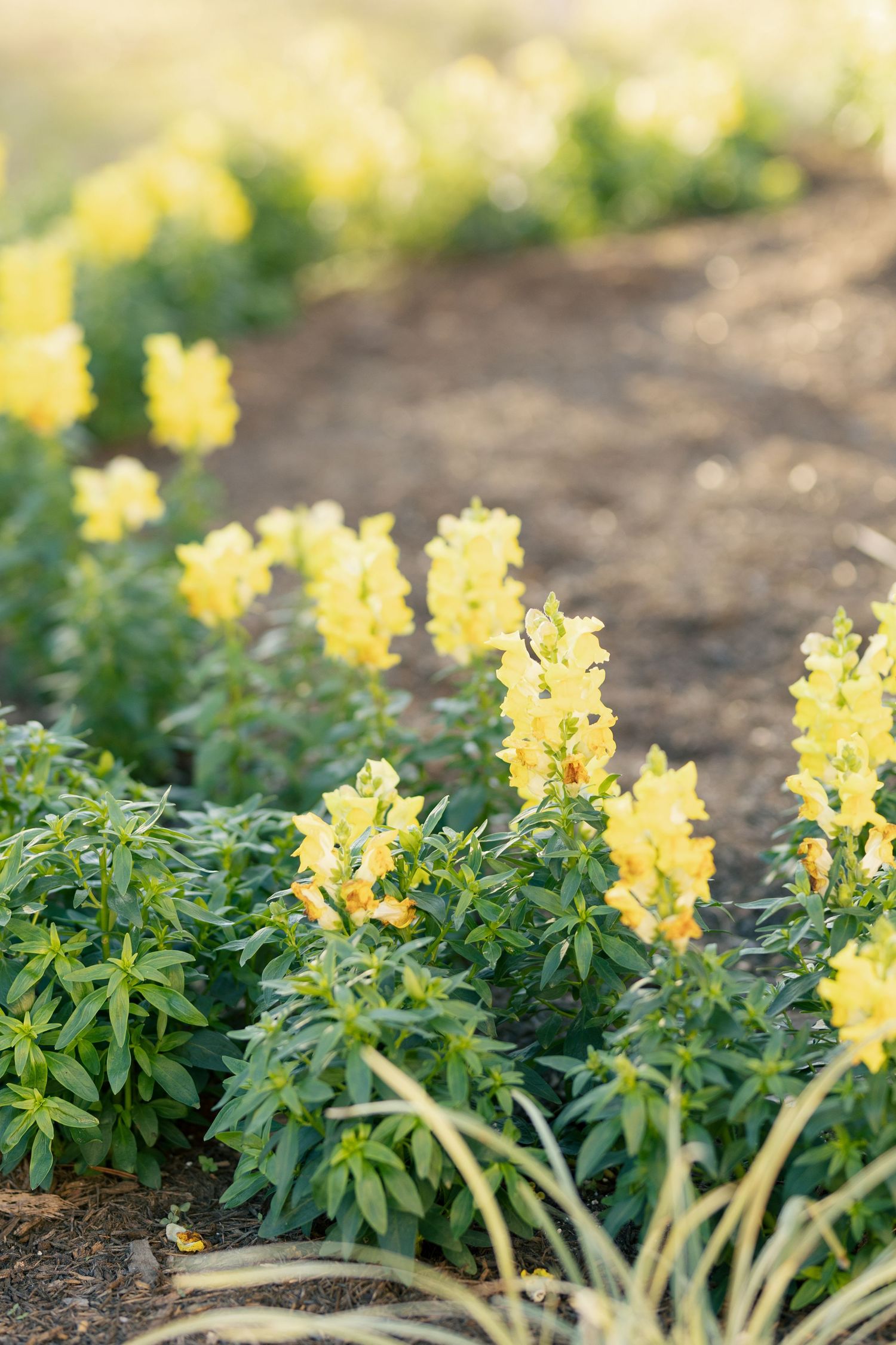 Yellow snapdragon flowers growing in rows in a garden with rich soil and green foliage.