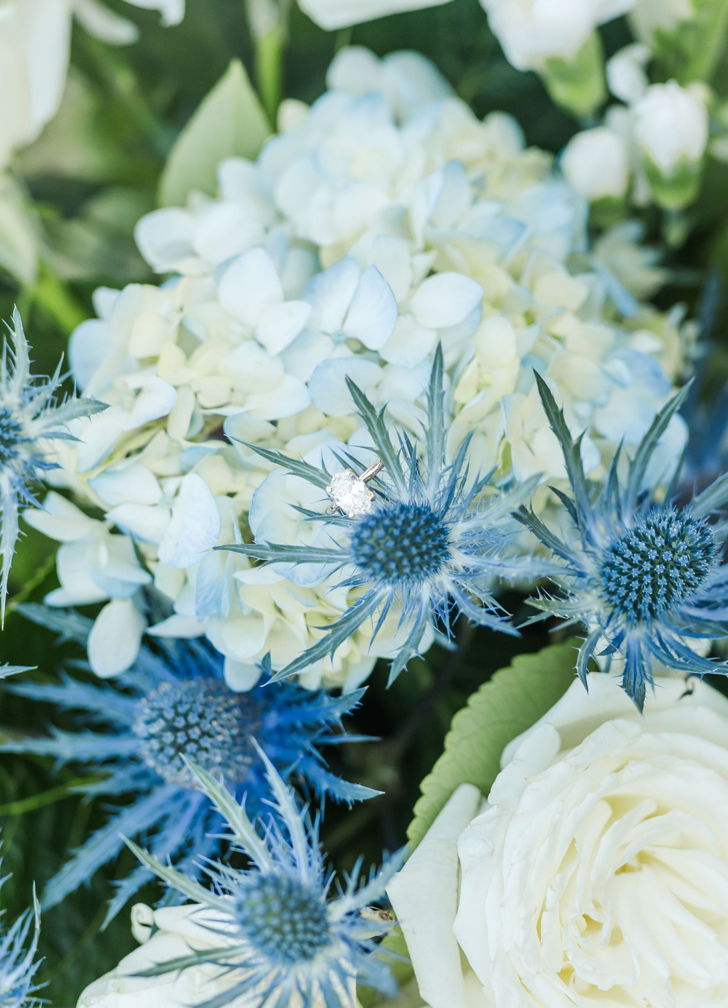 White roses and blue thistle flowers create an elegant floral arrangement with contrasting colors and textures.