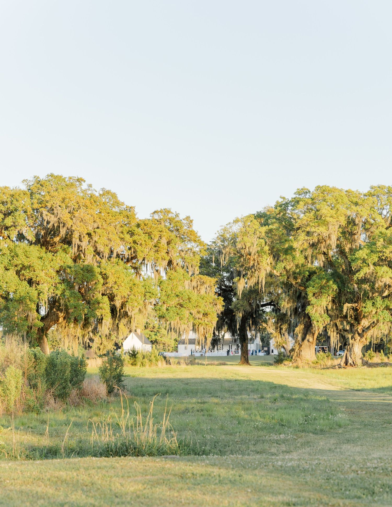 Lush green lawn with Spanish moss-draped oak trees under a clear sky at a Southern wedding venue.