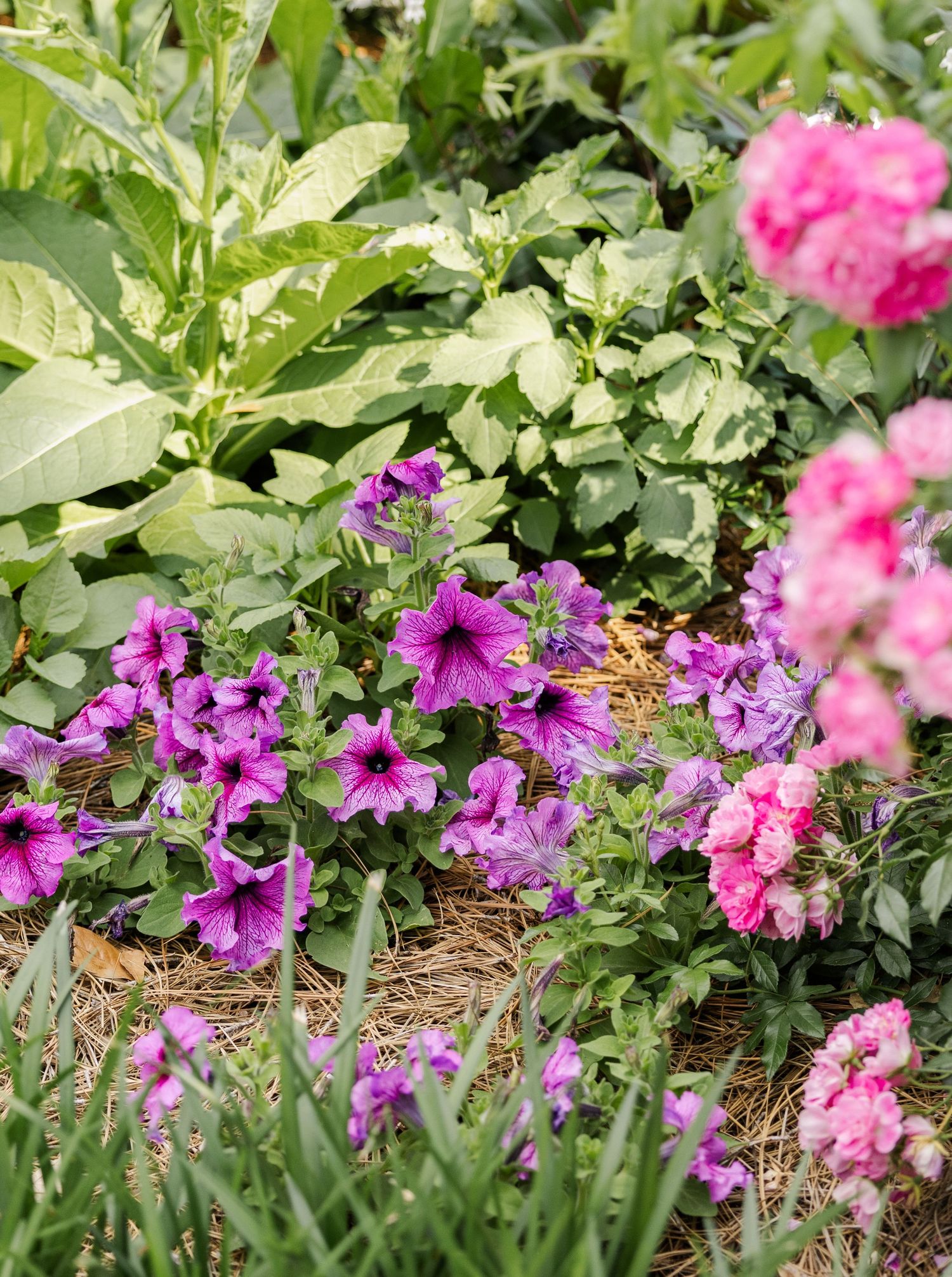 Vibrant purple petunias and pink flowers bloom among lush green foliage in a colorful garden bed.