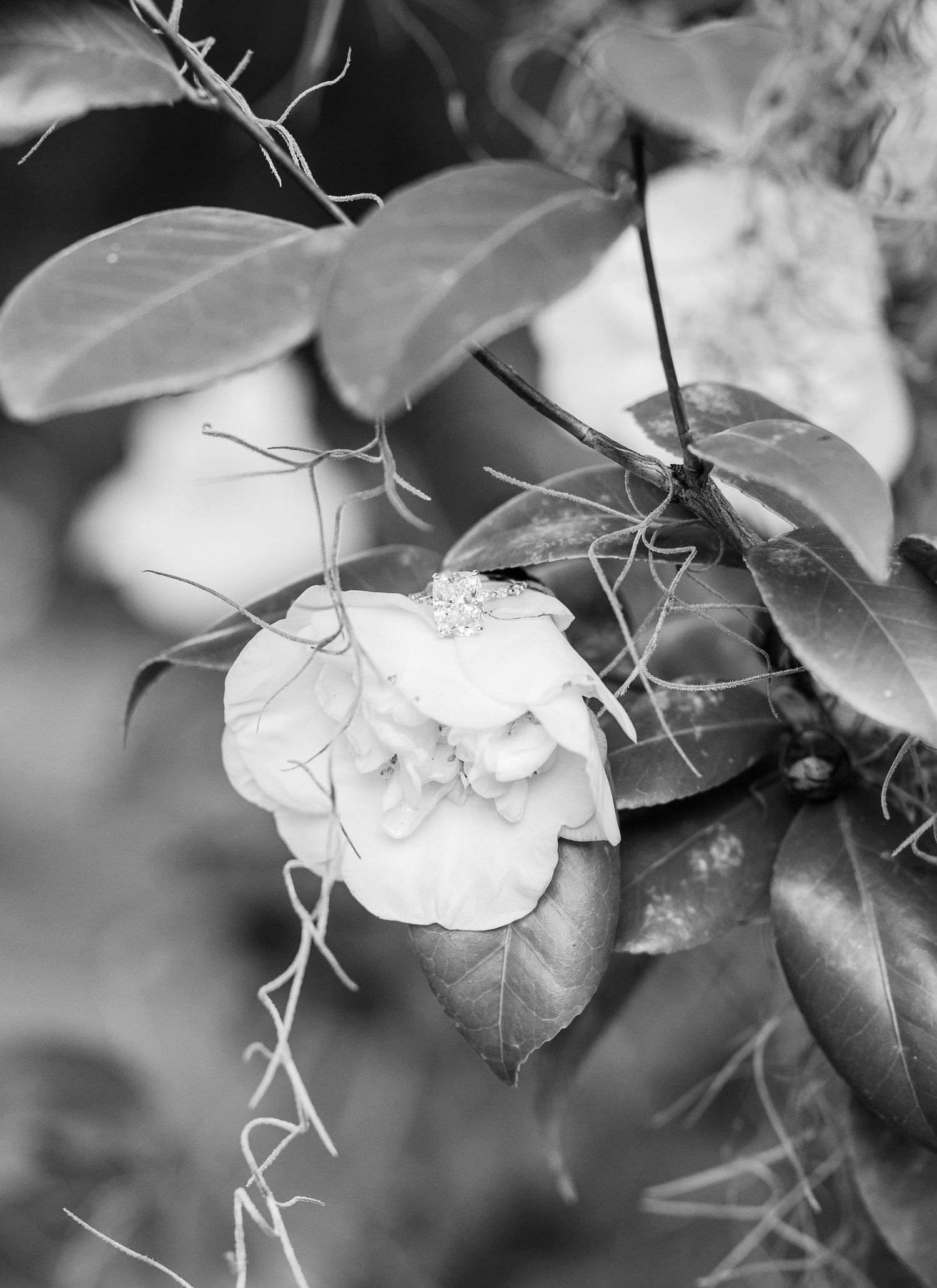 Black and white macro photography of delicate leaves and thorny vines in artistic detail.