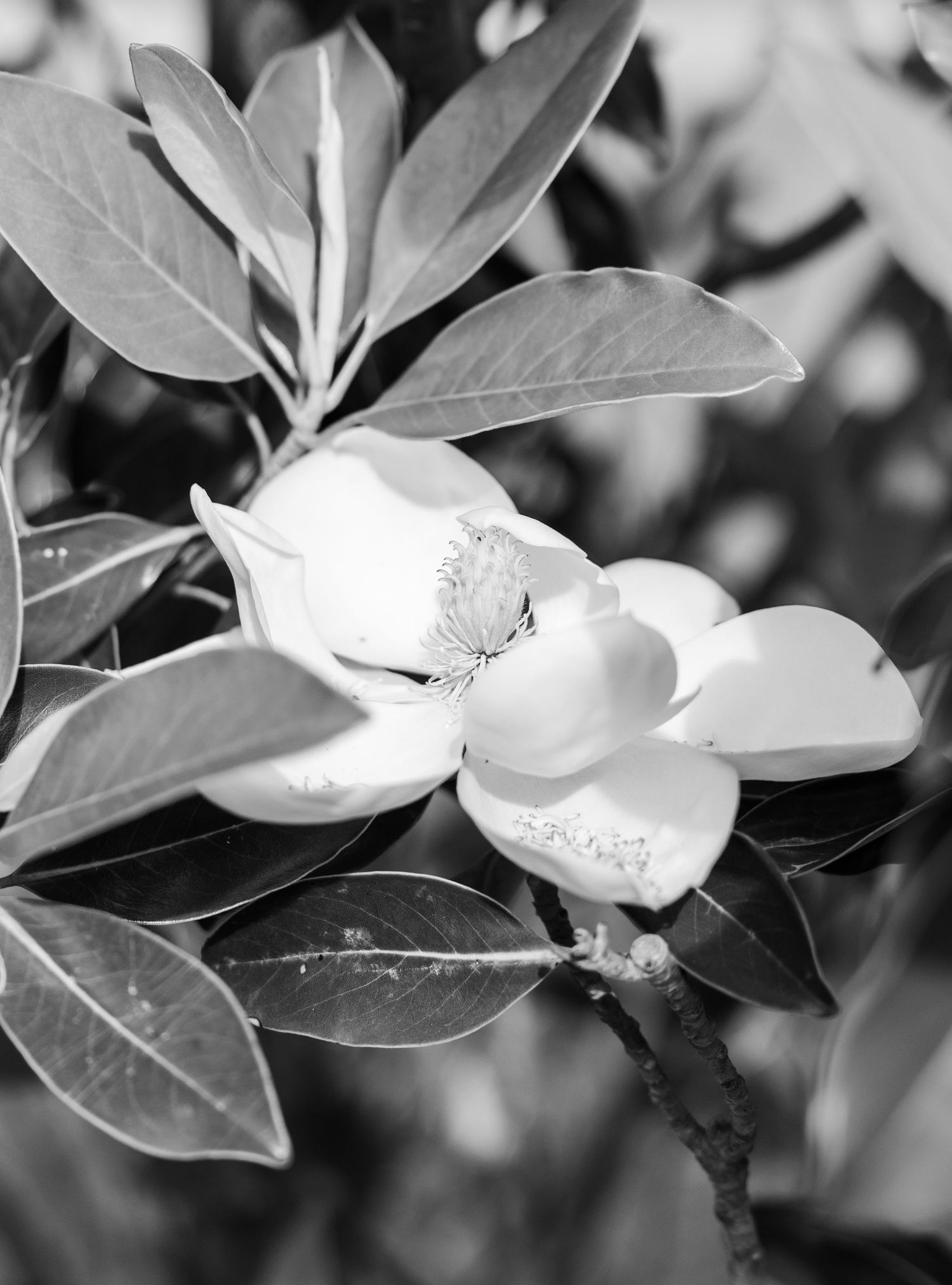 Black and white close-up of a blooming magnolia flower surrounded by glossy green leaves.