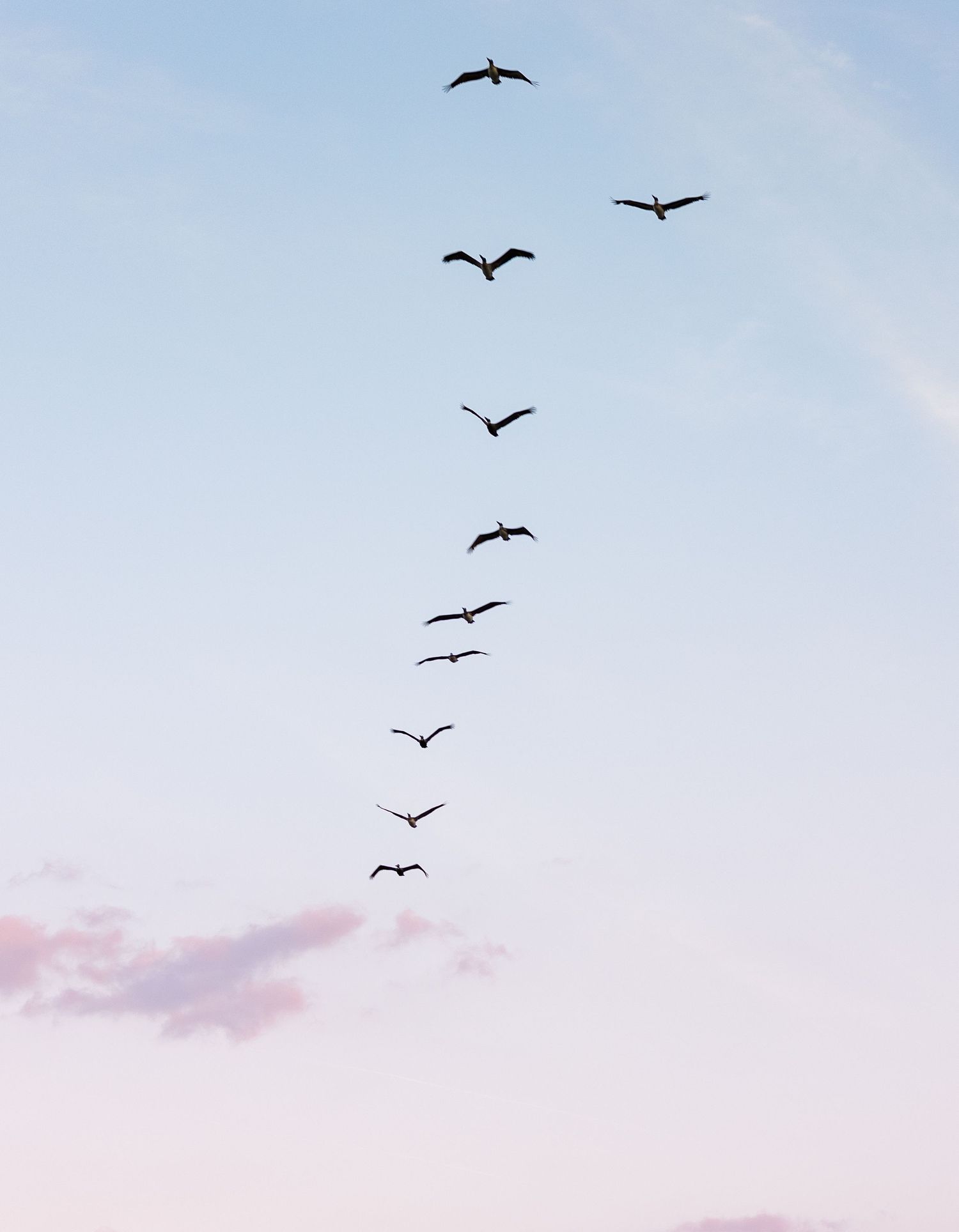Flock of birds flying in diagonal formation against a soft pastel blue and pink sunset sky.