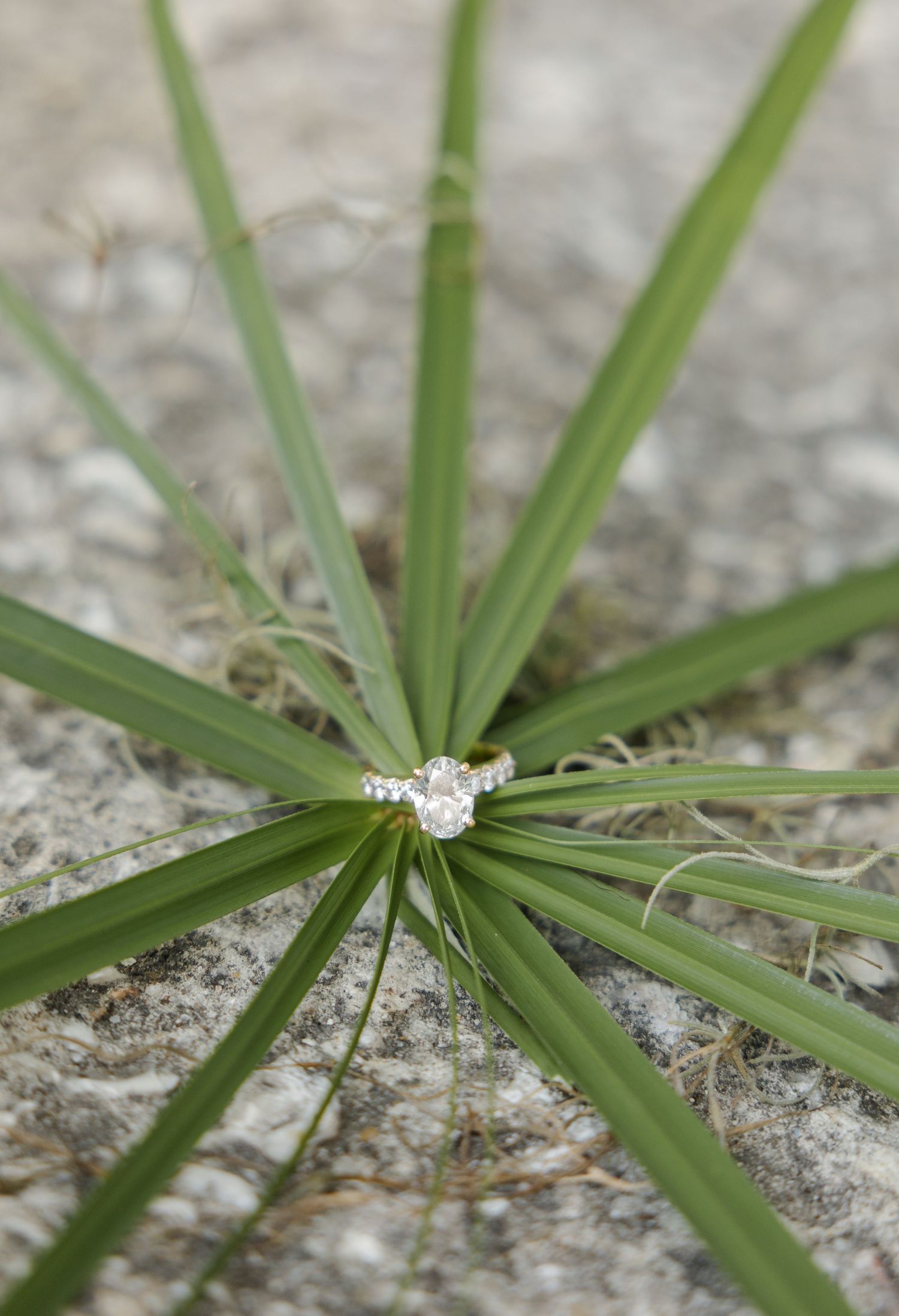 Diamond solitaire engagement ring nestled in the center of green star-shaped grass blades on a stone surface.