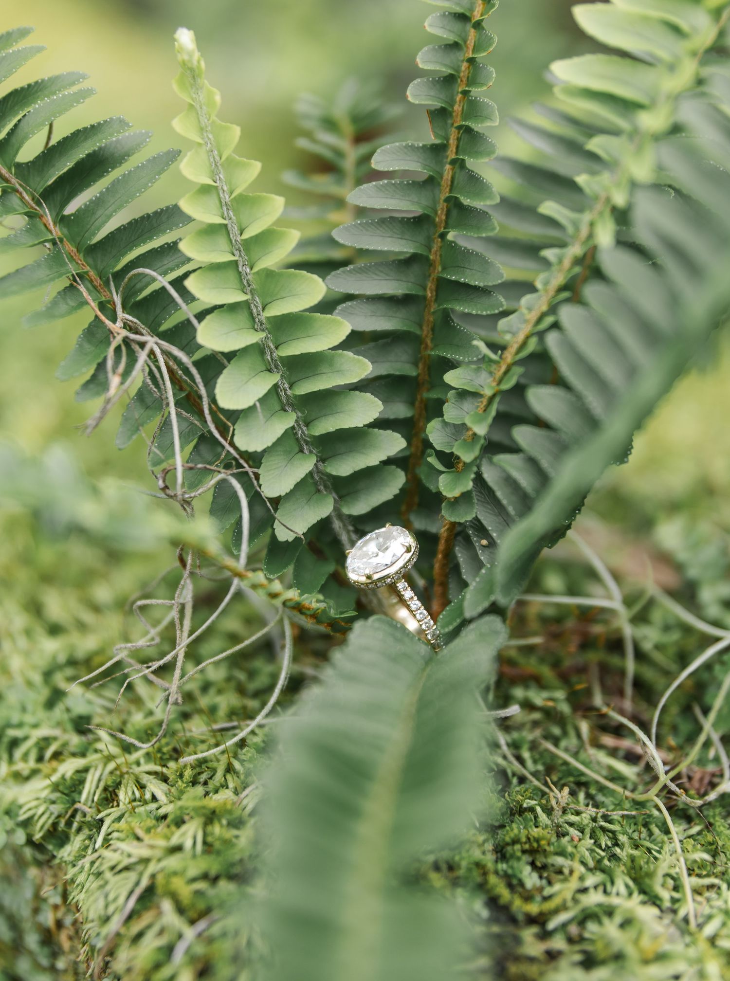 Delicate wedding rings nestled among green fern leaves and moss in a natural outdoor setting.