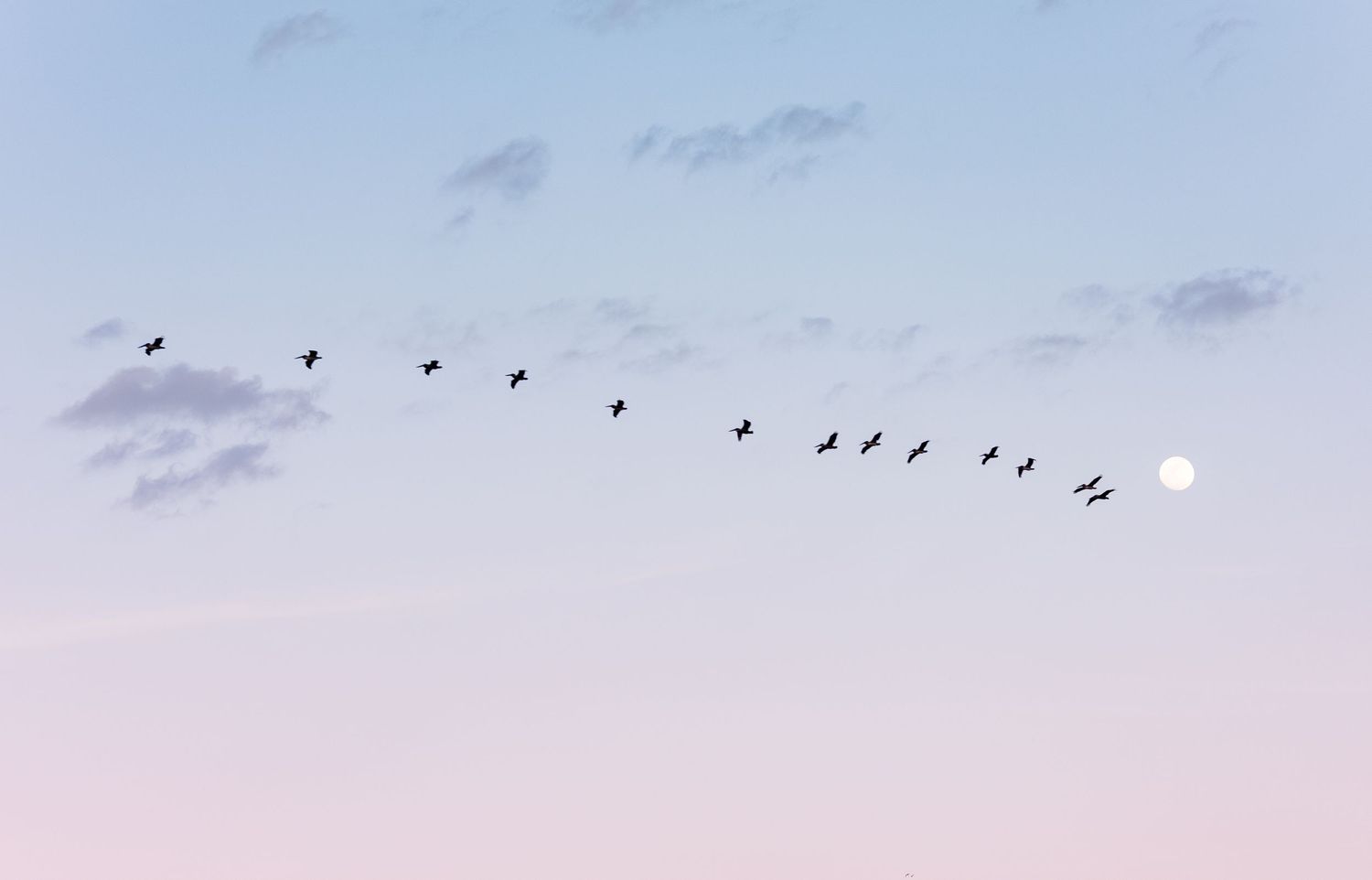 Birds flying in V-formation against a pastel pink and blue twilight sky with a full moon visible.