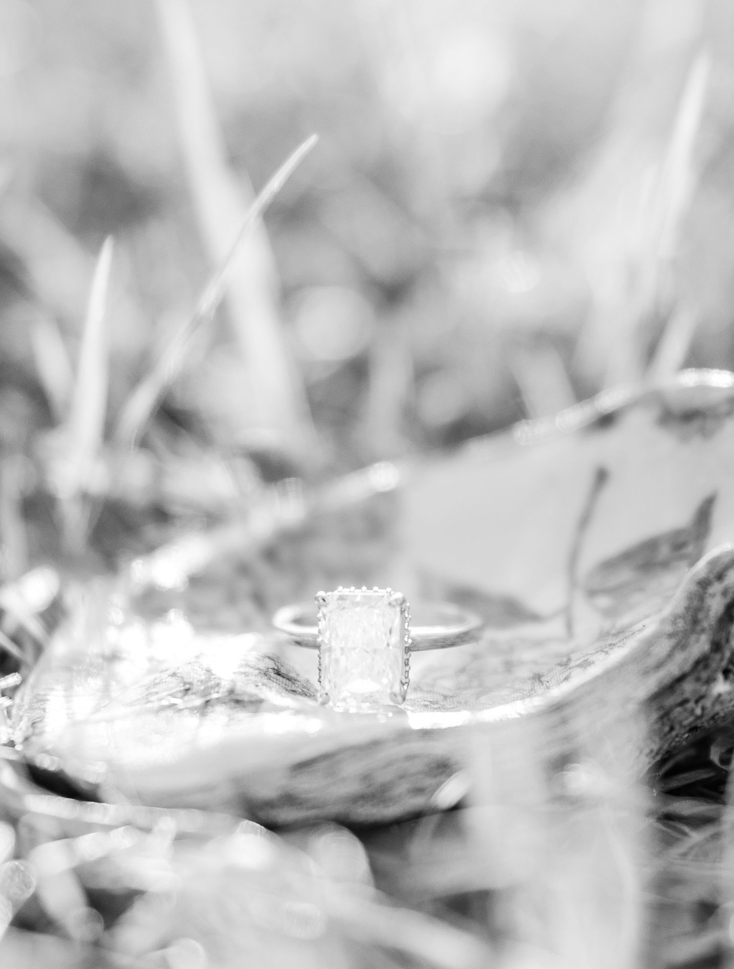A close-up black and white photo of an engagement ring nestled among blurred grass.