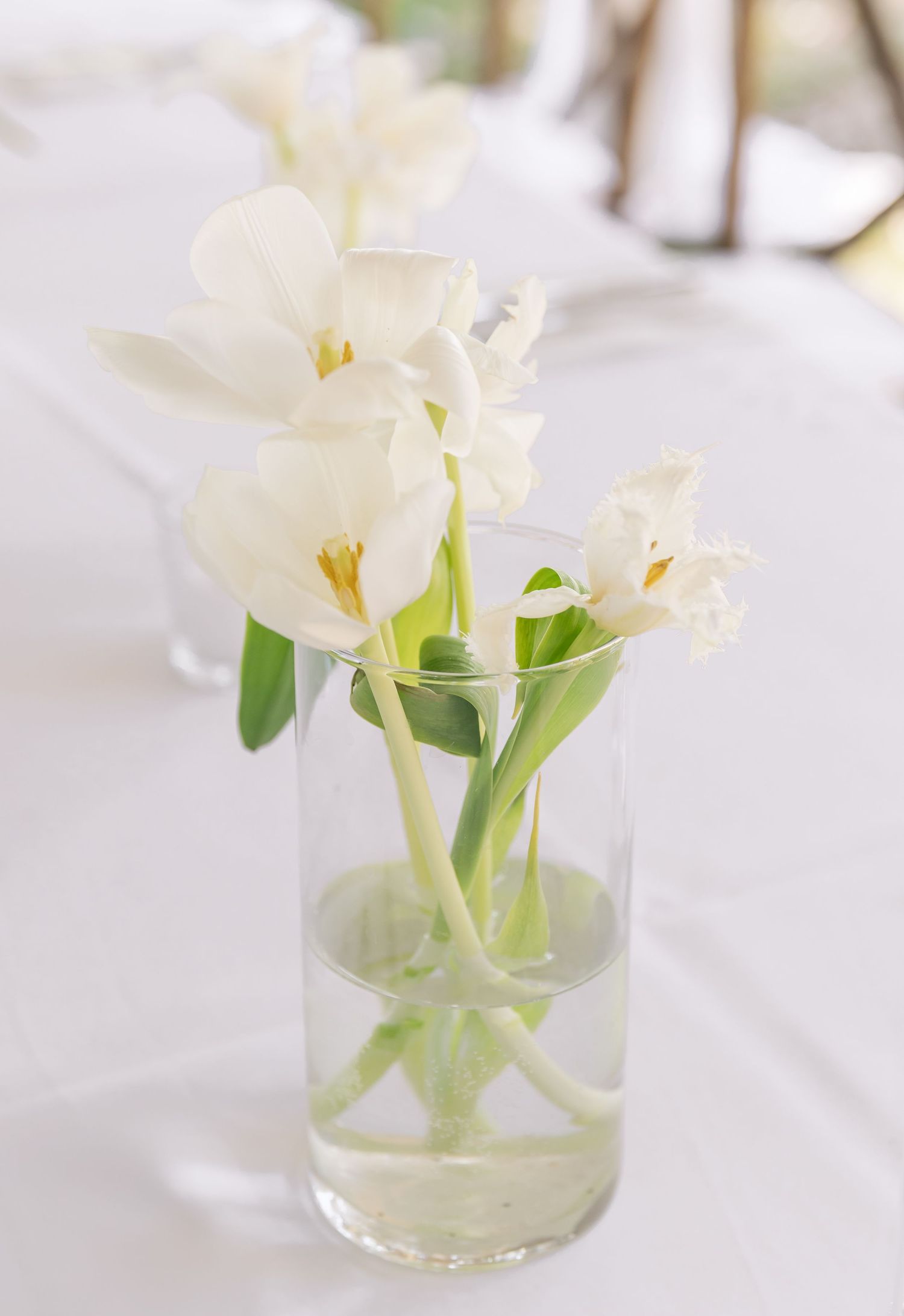 White tulips arranged in a simple glass vase with water.