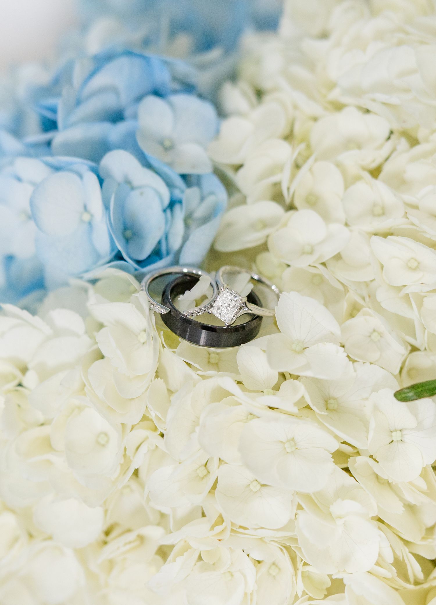 Wedding rings nestled among white and blue hydrangea petals.