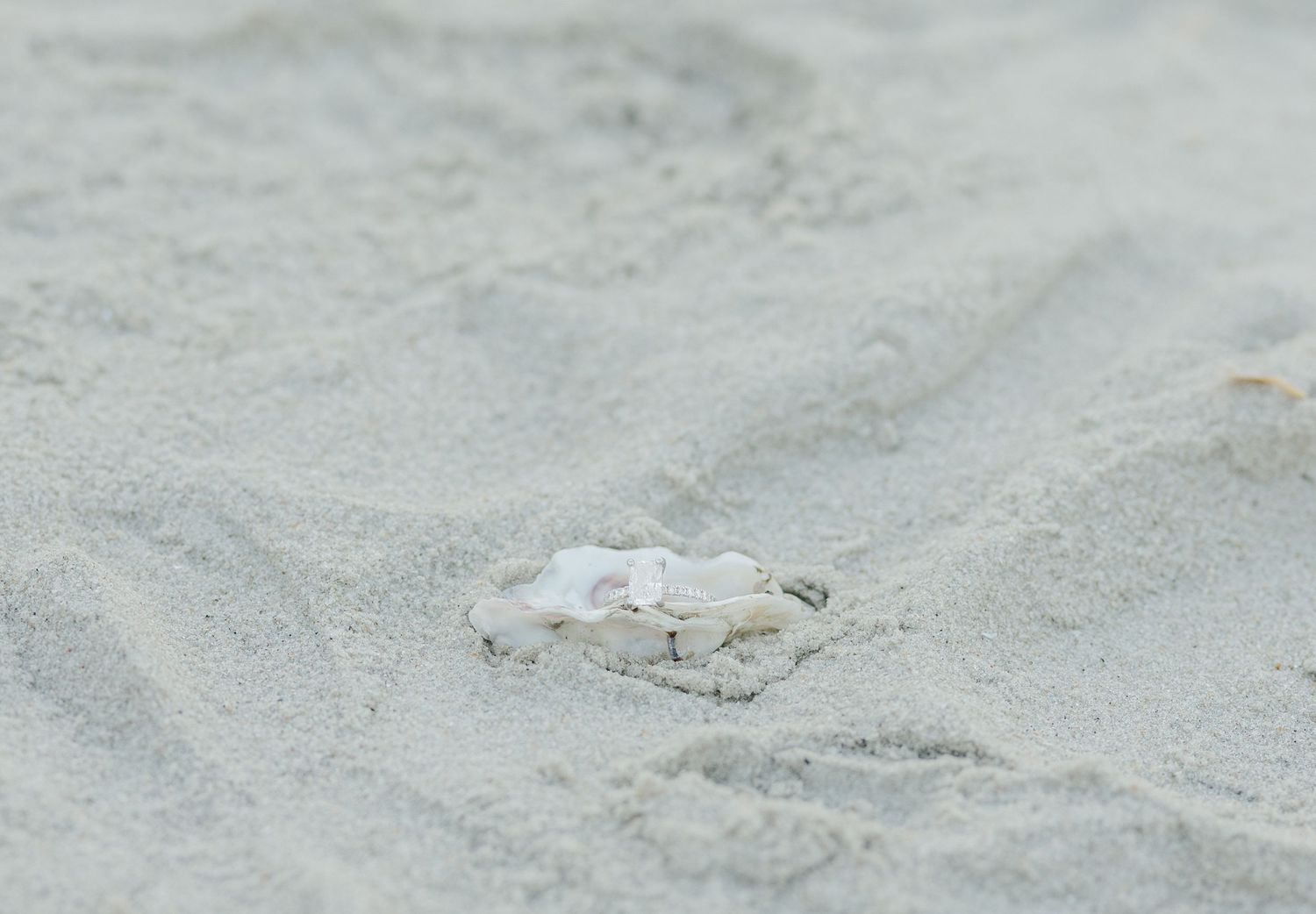 A white seashell resting on smooth gray sand at the beach.