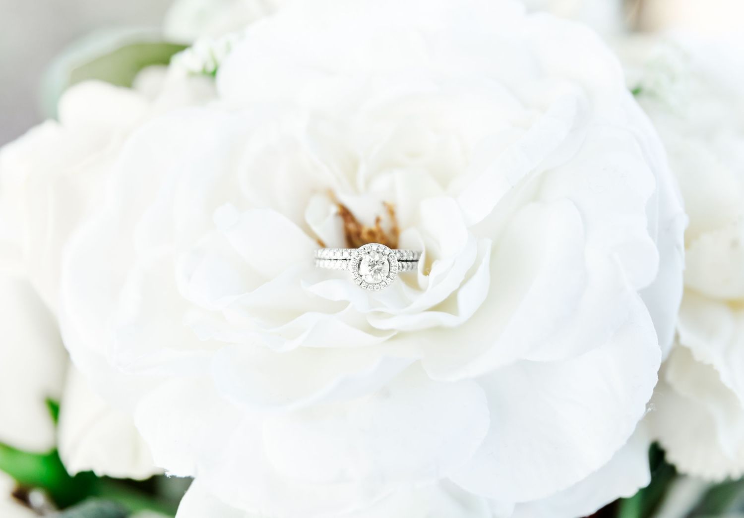 Diamond engagement ring nestled in white rose petals with soft focus.