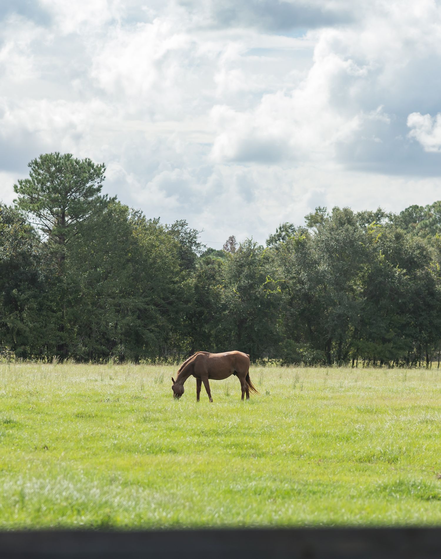 Three horses graze peacefully in a lush green pasture with tall pine trees in the background.