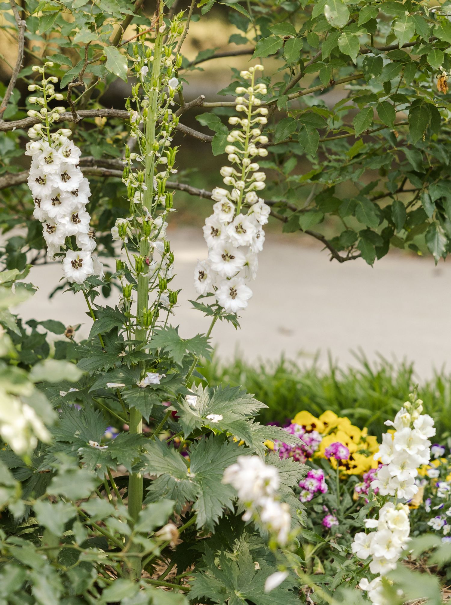 White delphinium flowers bloom tall among colorful garden plants with lush green foliage and trees in the background.