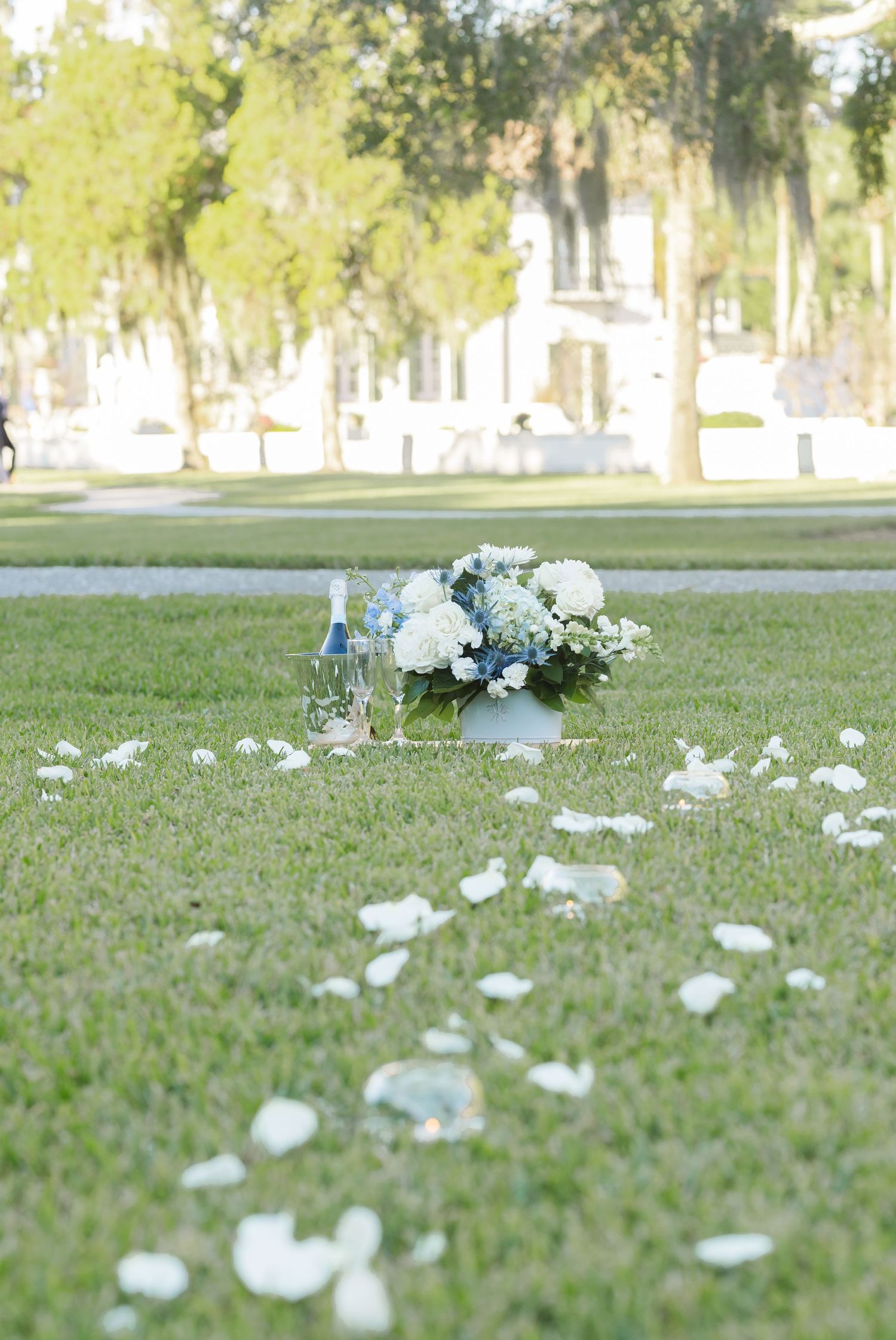 White floral petals scattered across a green lawn with a white building in the background.