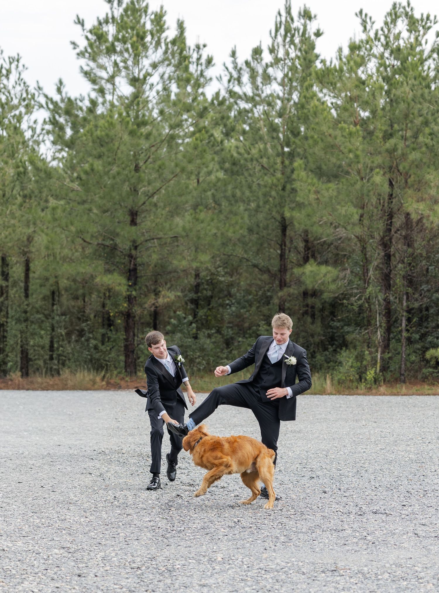 Two groomsmen in black suits playfully interacting with a golden dog on a gravel lot with pine trees behind them.