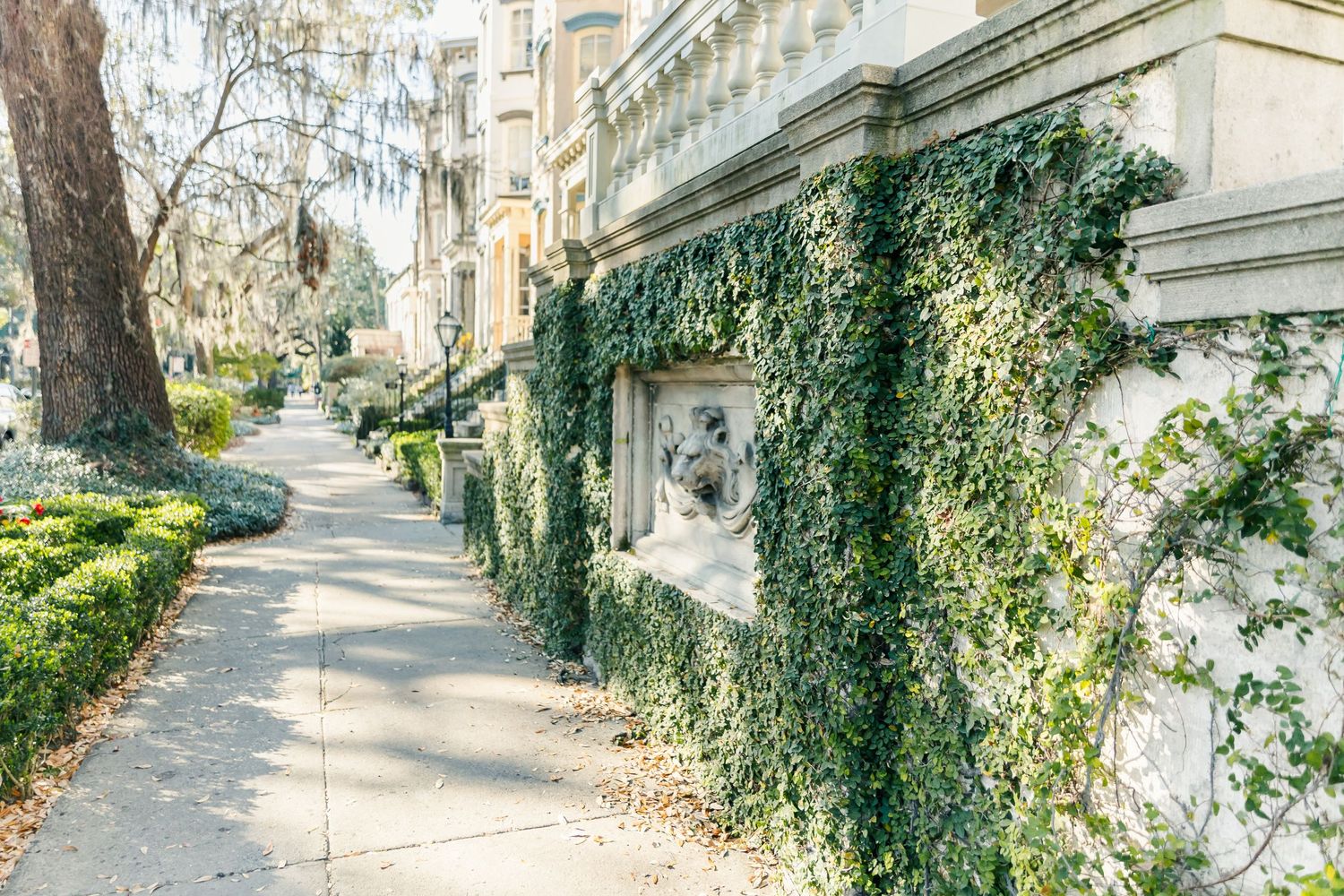 Historic architecture along a sidewalk with Spanish moss and ivy-covered walls in Savannah.