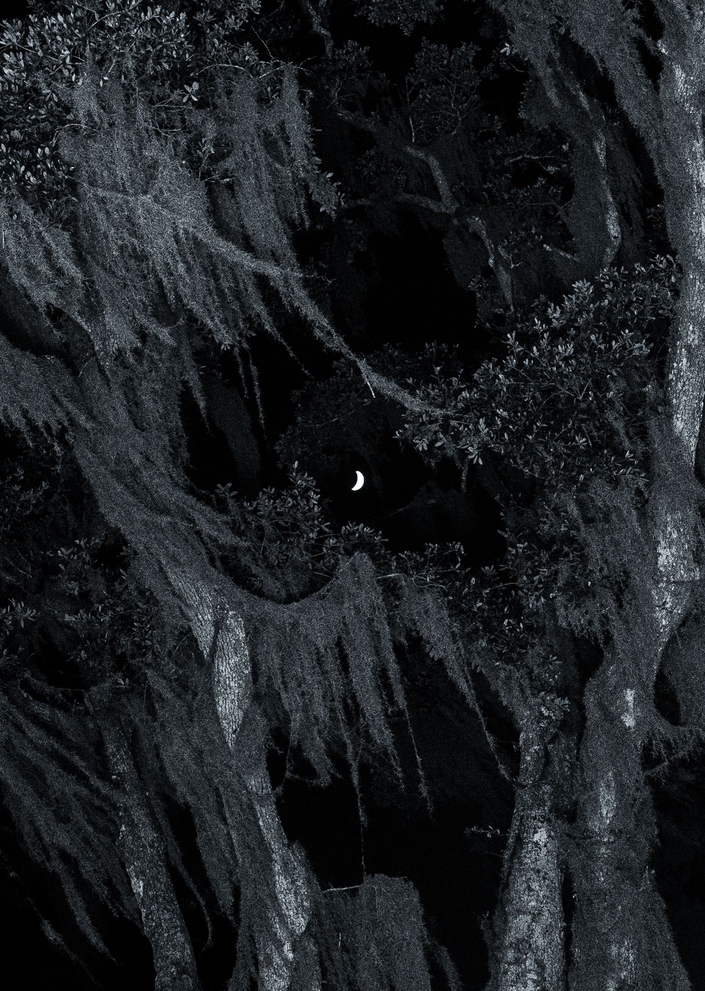 Dark forest at night with gnarled trees draped in Spanish moss framing a small crescent moon in the black sky.