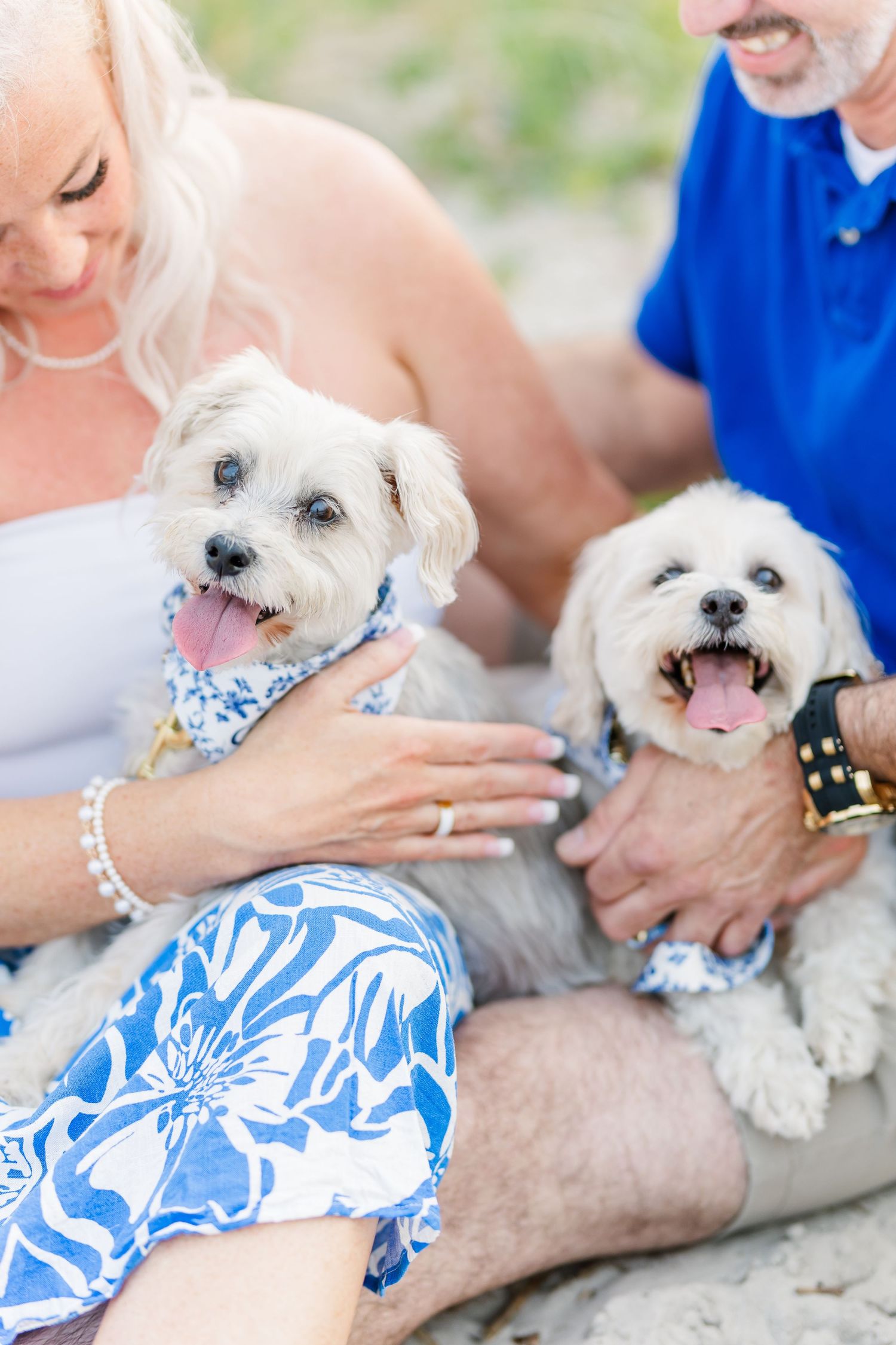 Two smiling Maltese dogs in blue bandanas being held by their owners on the beach.