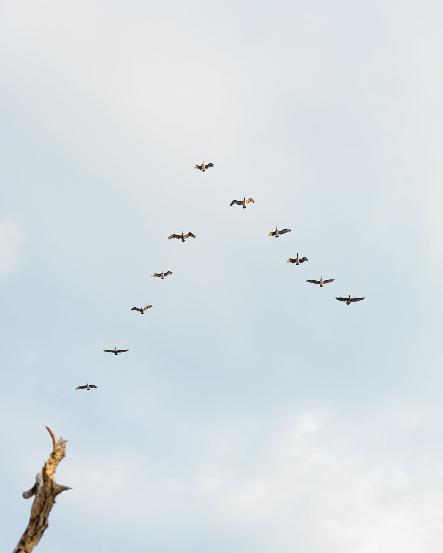 Birds flying in V-formation against a cloudy blue sky above a bare tree branch.