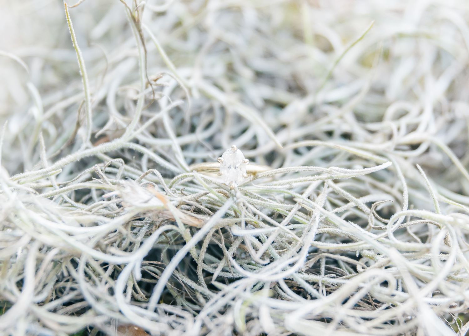 Close-up detail of delicate white Spanish moss with a soft, textured appearance.