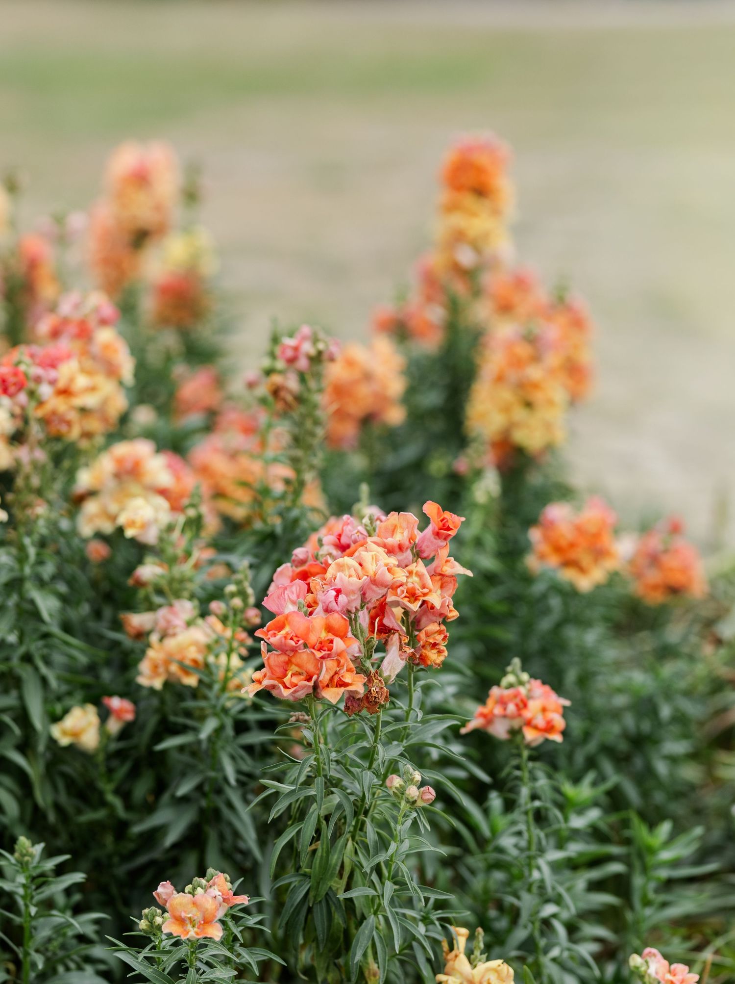 Vibrant orange and yellow snapdragon flowers blooming in a lush green garden bed.
