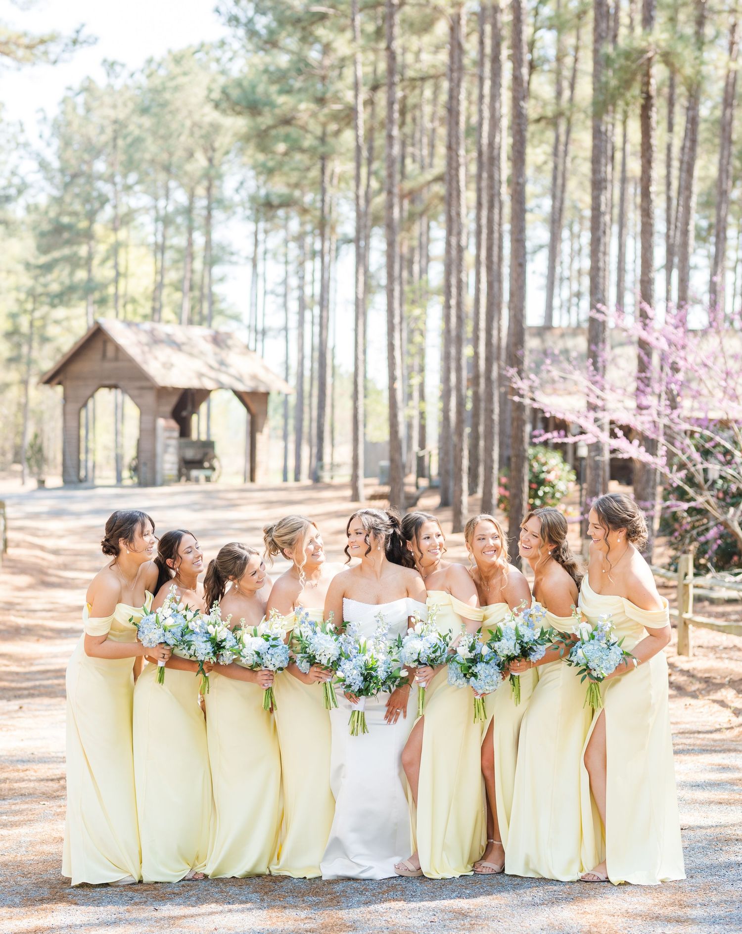 Bride and bridesmaids in pale yellow dresses laugh together along a pine tree-lined path.