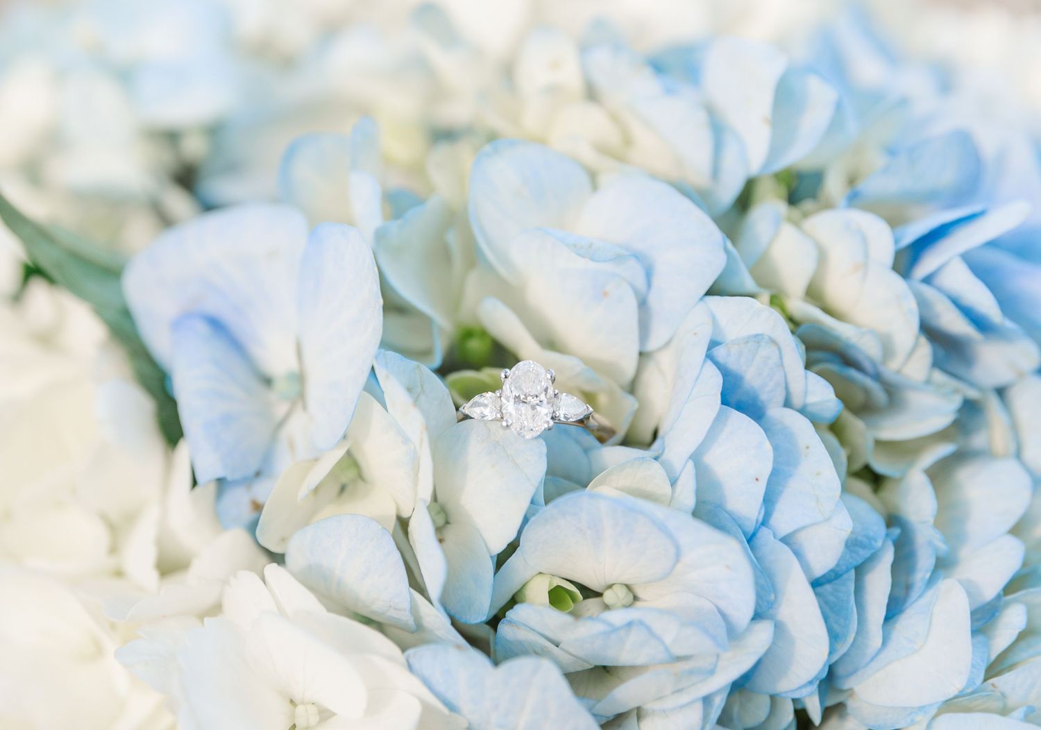 An elegant engagement ring nestled among pale blue hydrangea blooms.