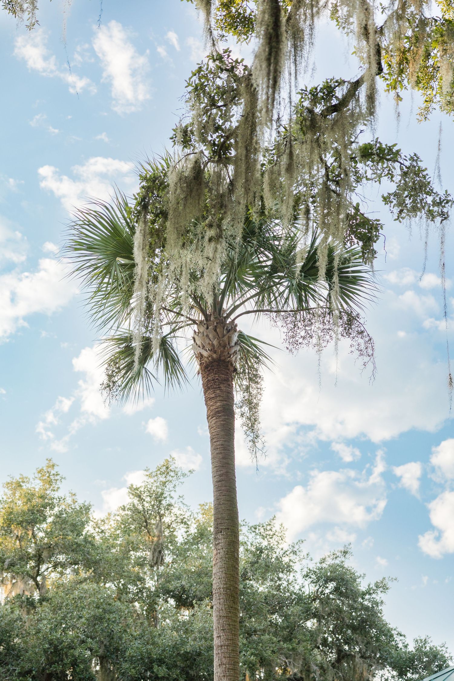 A tall palm tree draped with Spanish moss stands against a partly cloudy blue sky in a lush Southern landscape.