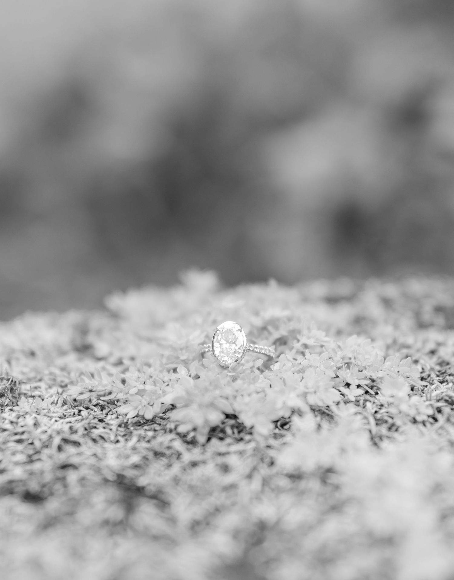 Close-up macro photograph of white frost or snow crystals with shallow depth of field creating a dreamy texture.