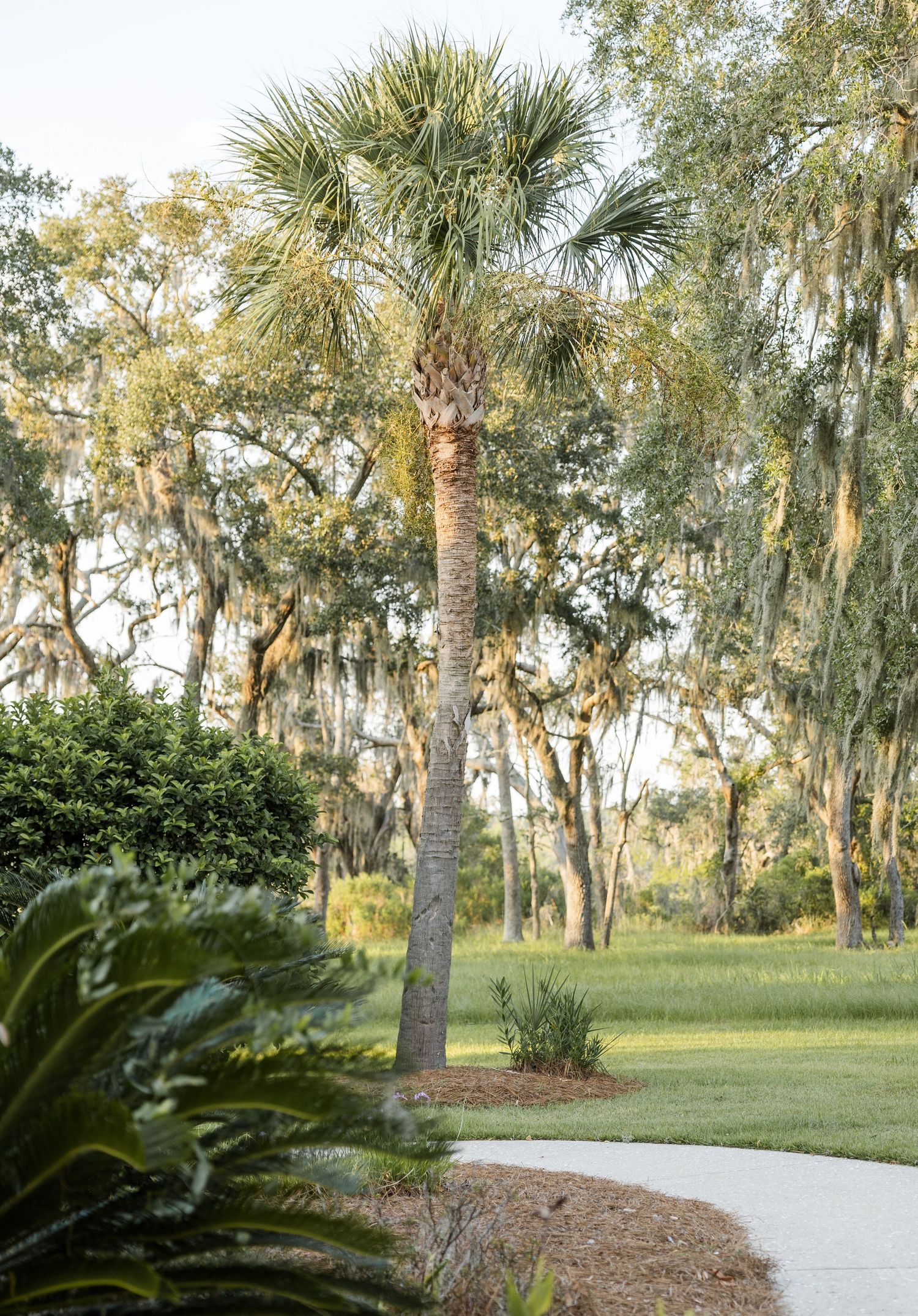 Tall sabal palm tree surrounded by Spanish moss-draped oaks in a lush Southern landscape.