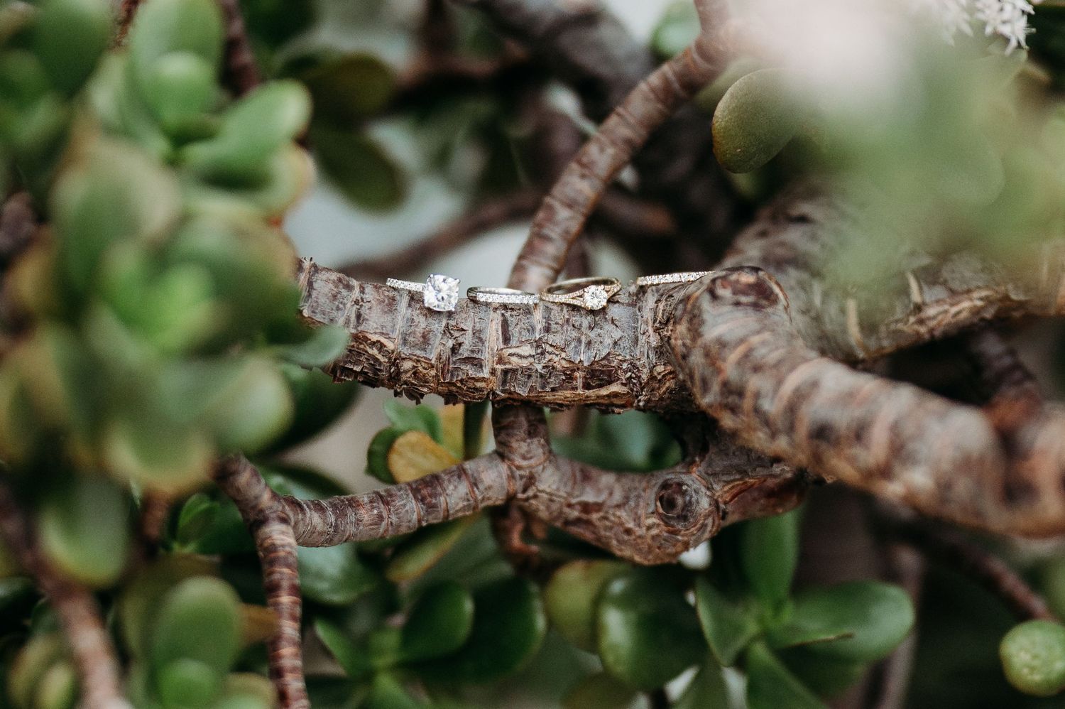Close up of a delicate wedding ring resting on a textured tree branch with green leaves.