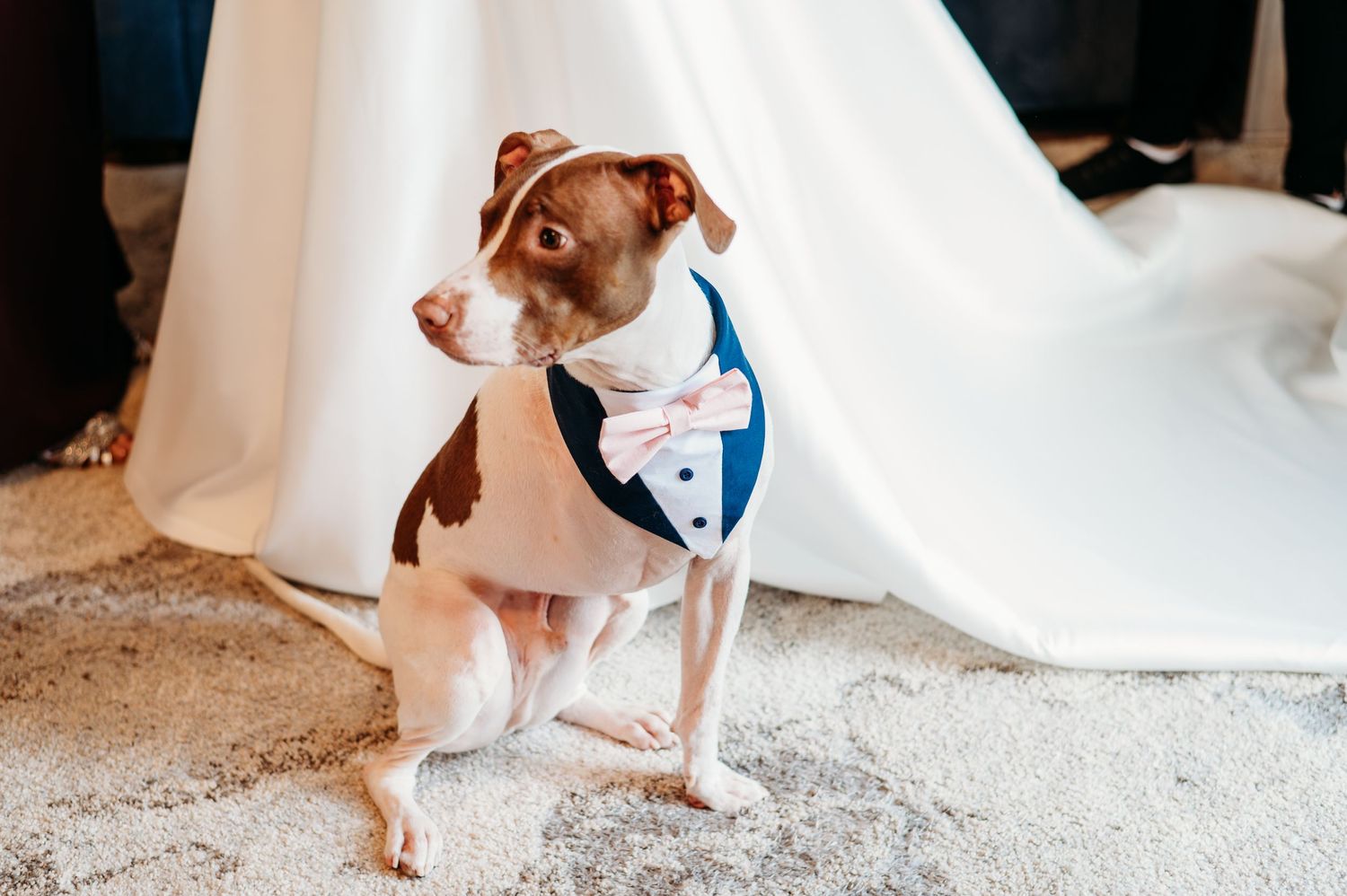 A brown and white dog wearing a blue tuxedo bandana poses in front of a white wedding dress.