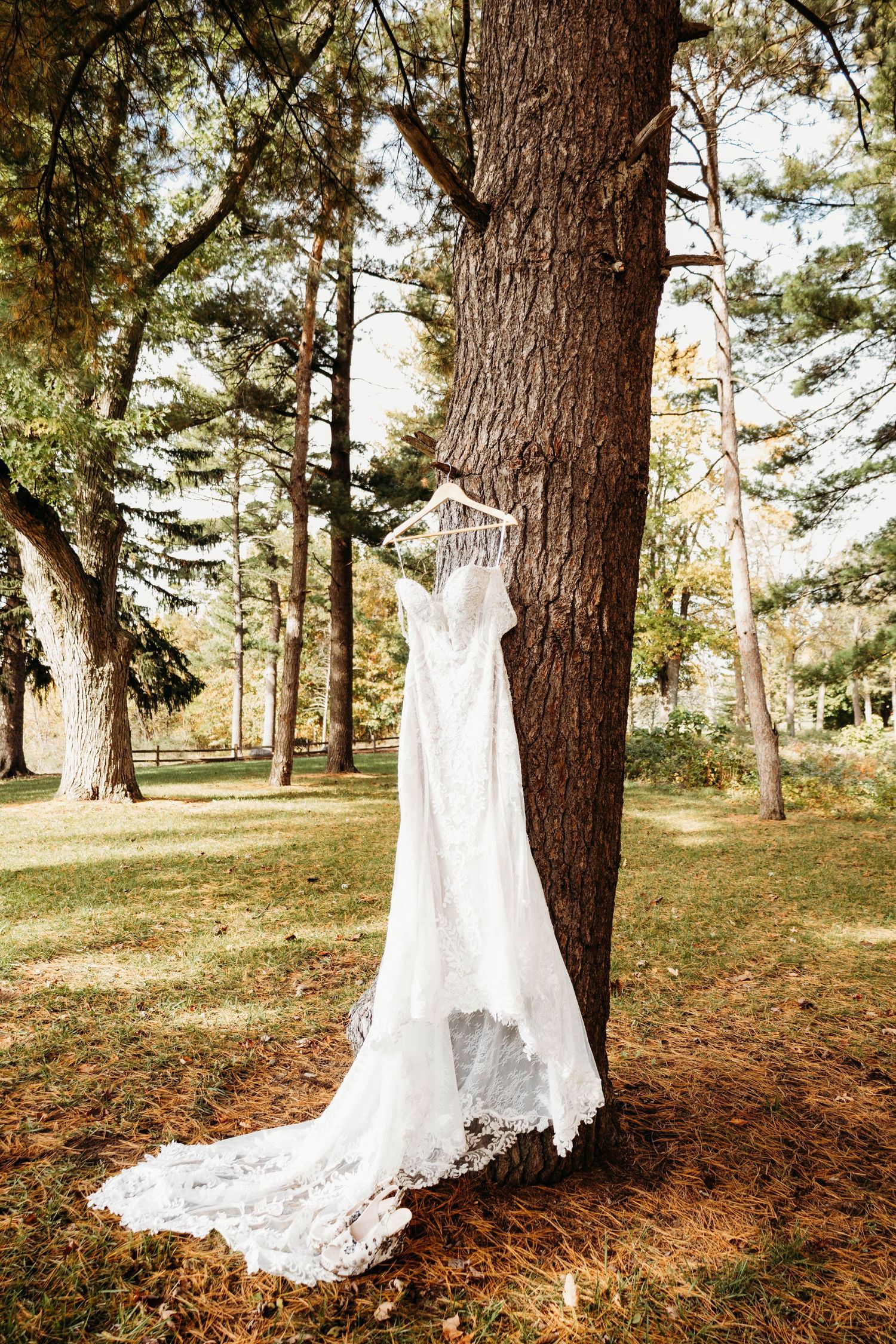 A white lace wedding dress hangs elegantly from a large tree trunk in a sunlit forest setting.