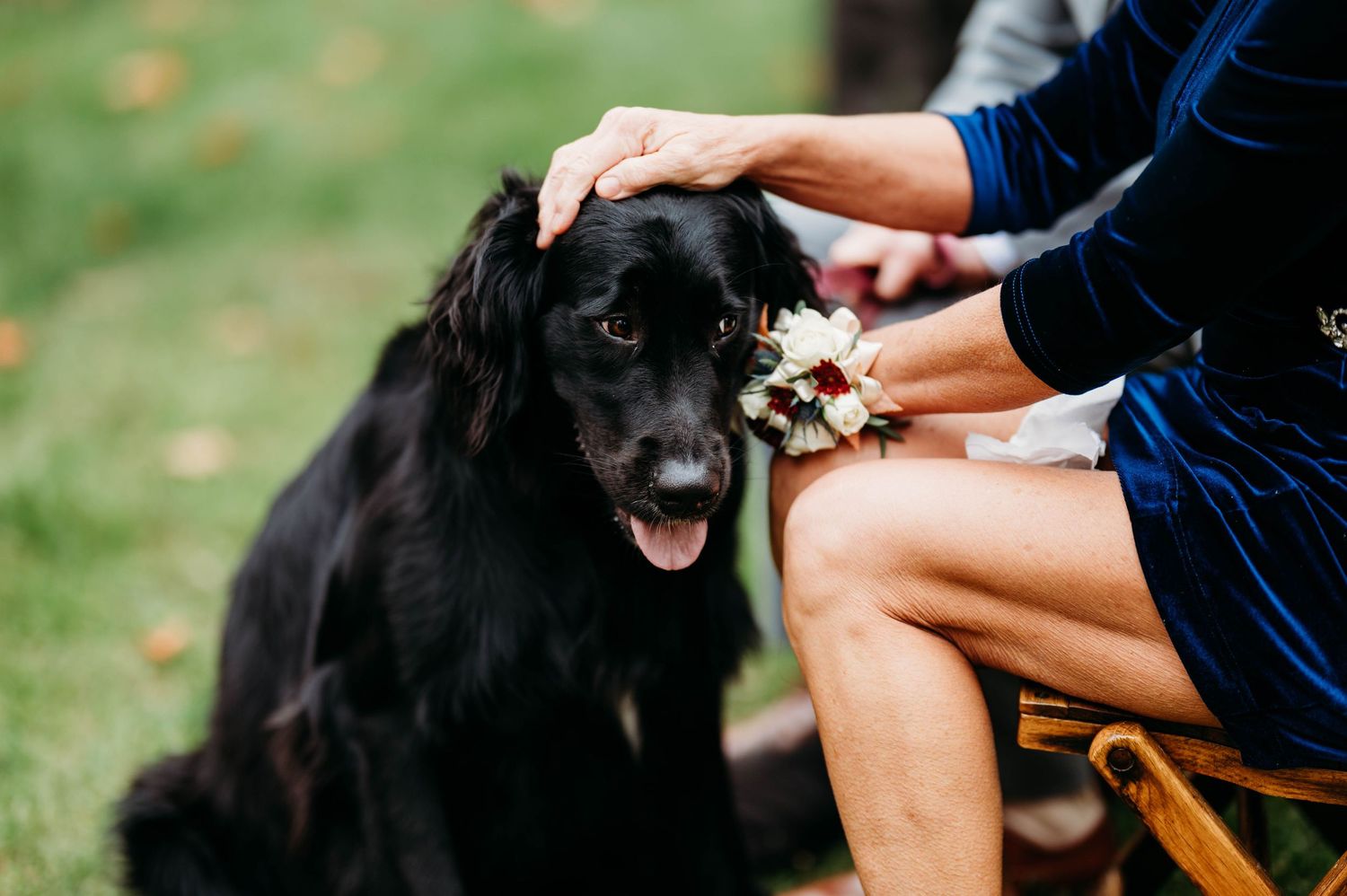 A series of close-up shots showing hands grooming and brushing a black dog's fur.