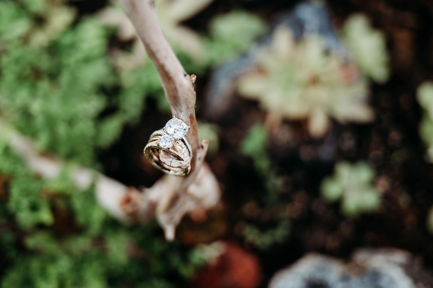 A diamond engagement ring perched on a thin branch with green foliage in the background.
